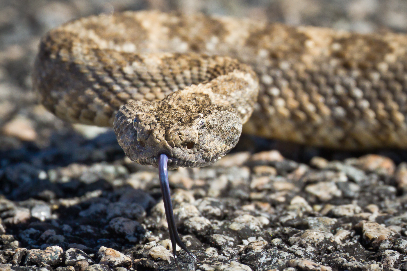 Roadside Rattler