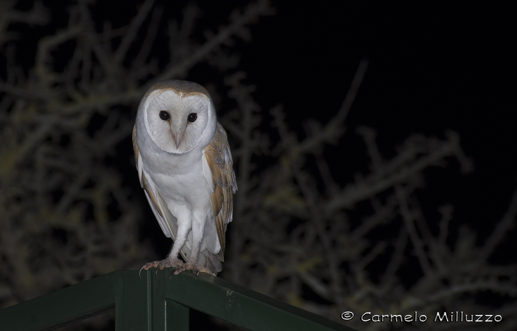 Tyto alba