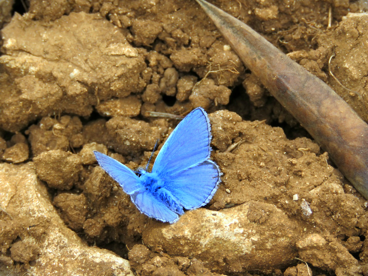 blue butterfly