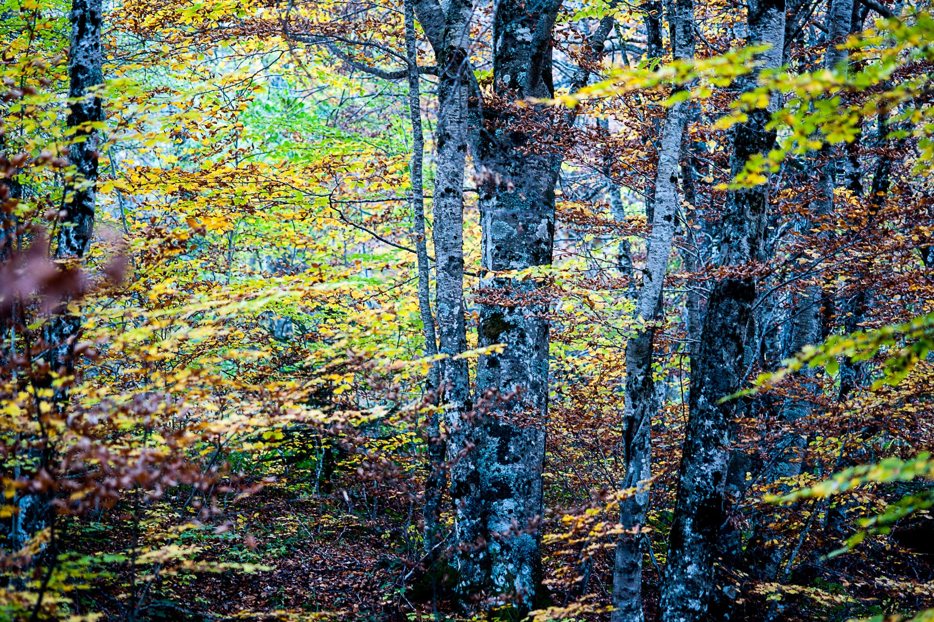 Pollino National Park