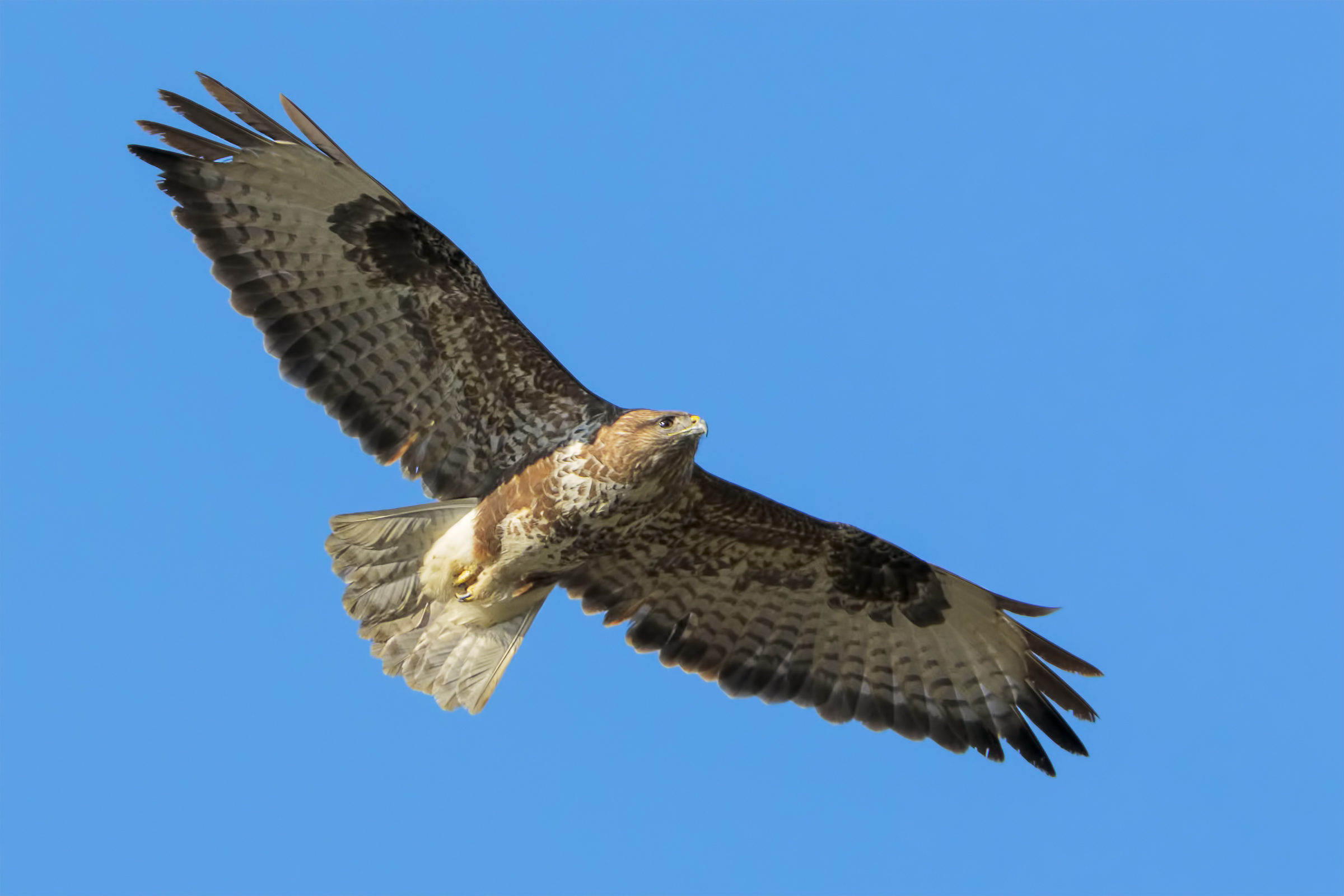 Buzzard (Buteo buteo)