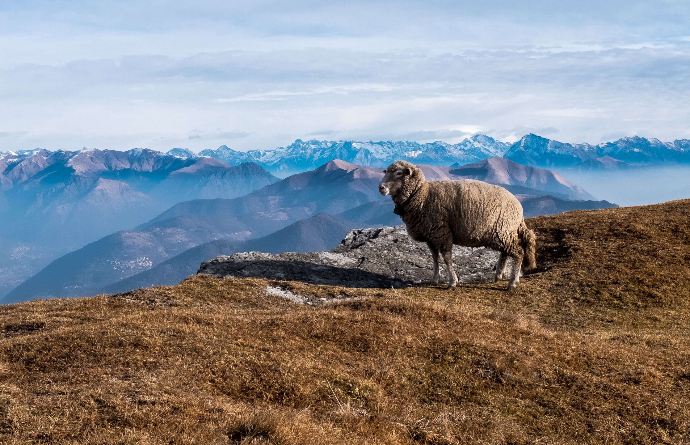 A sheep mountaineer