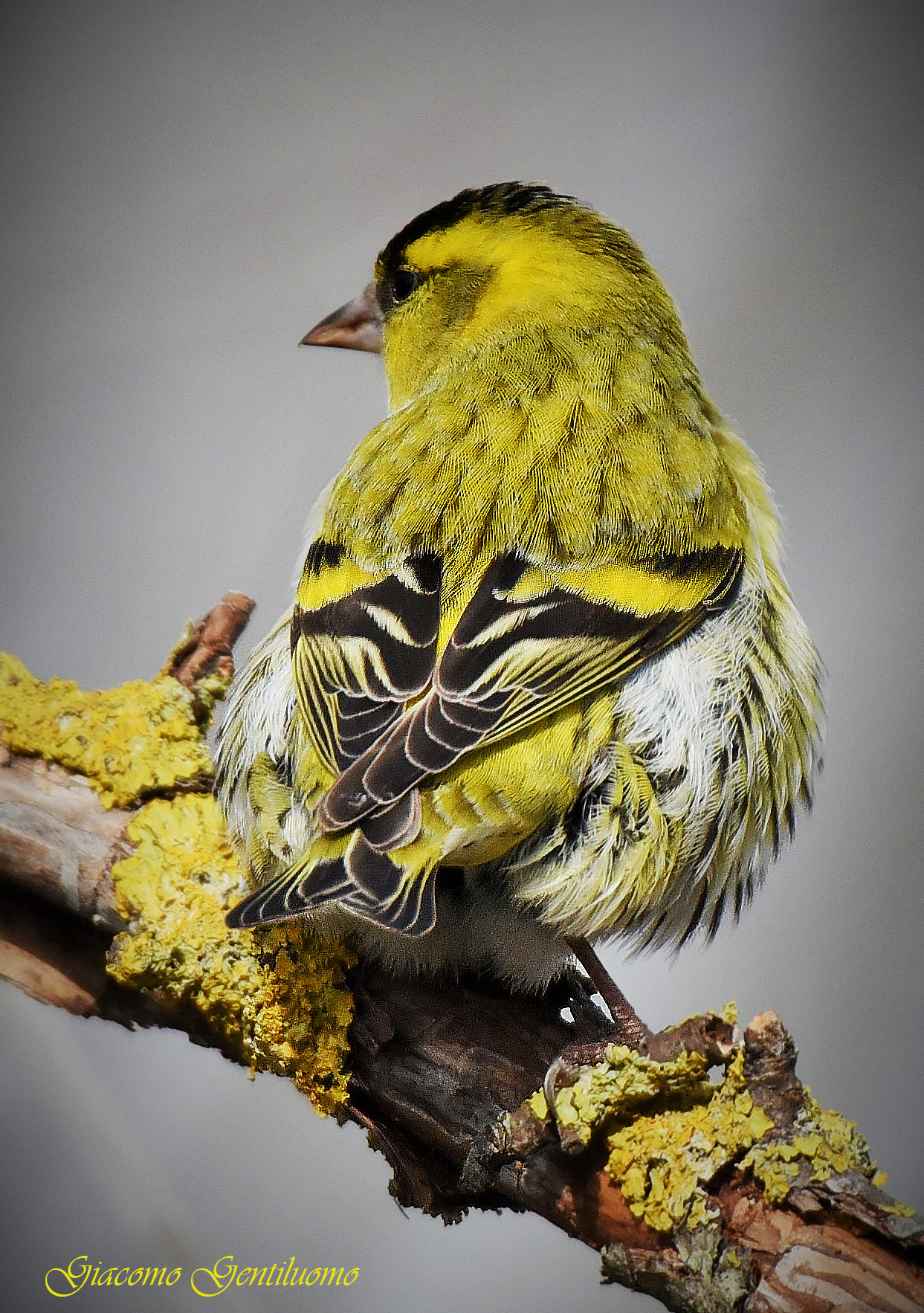 "LUCHERINO" maschio...giallo che più giallo...