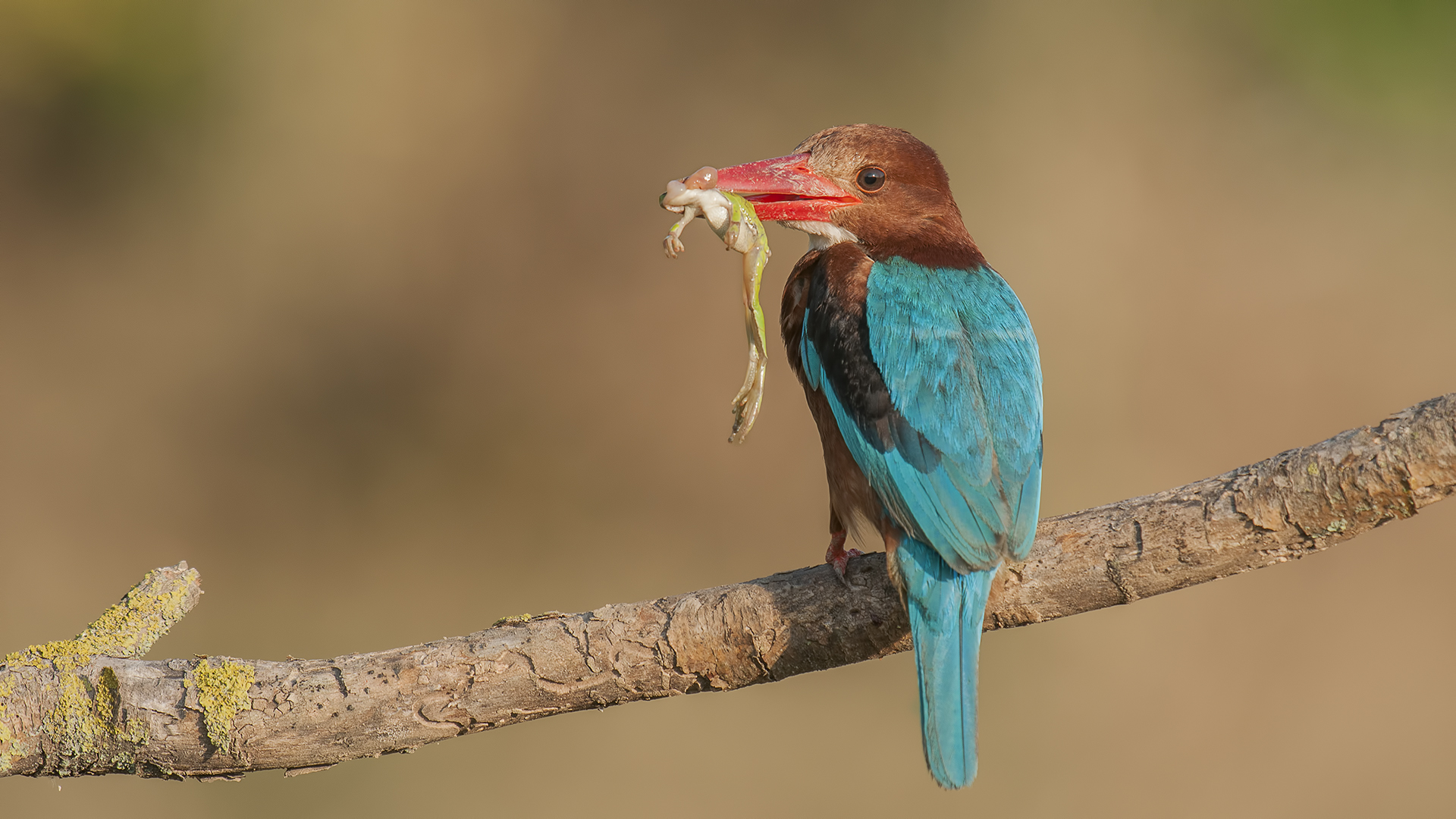 Halcyon smyrnensis »White-throated Kingfisher