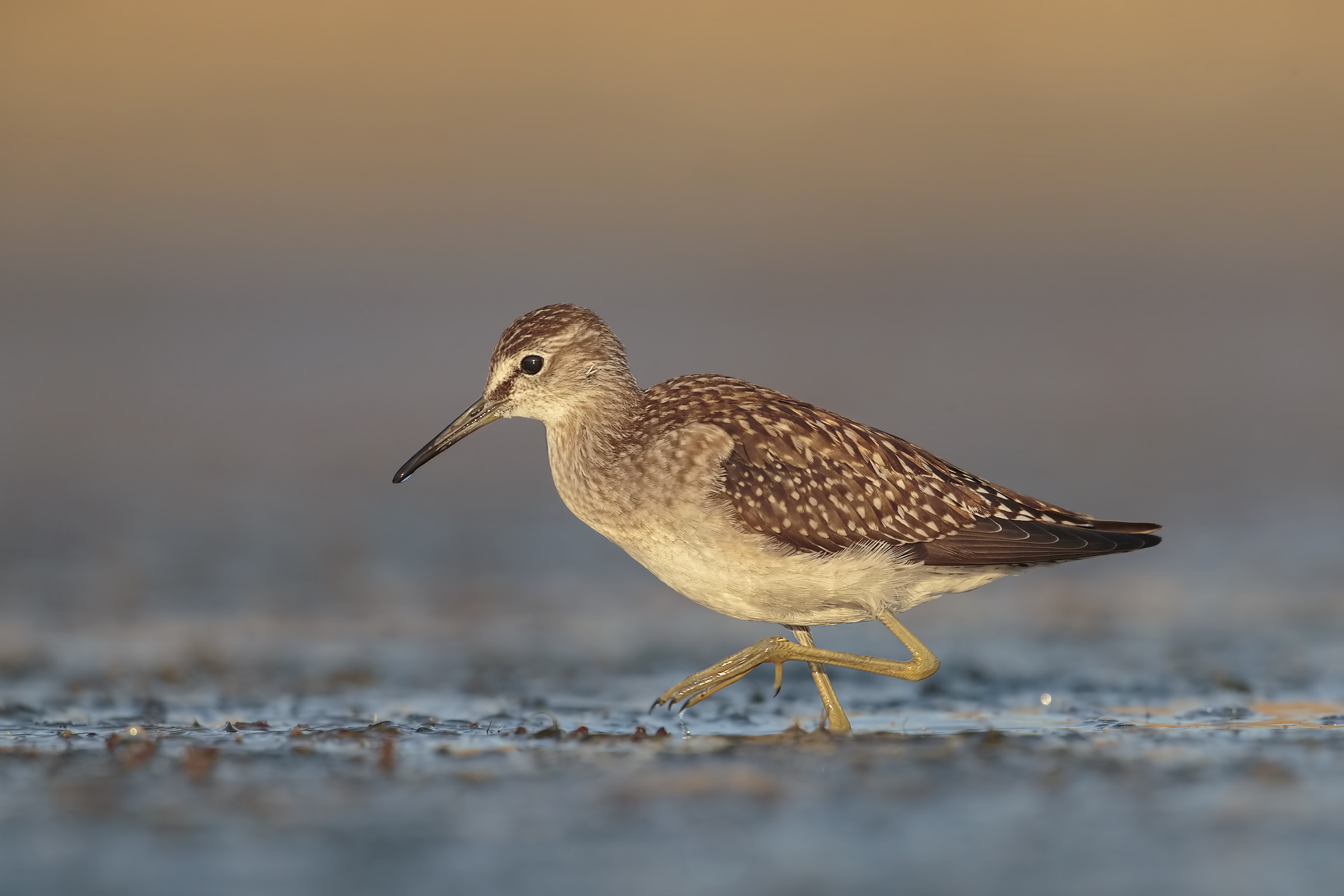 Wood Sandpiper