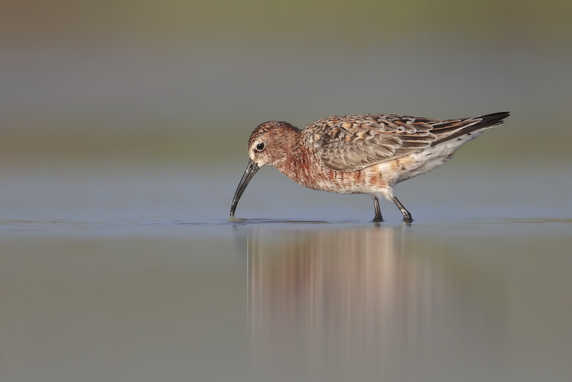 Sandpiper