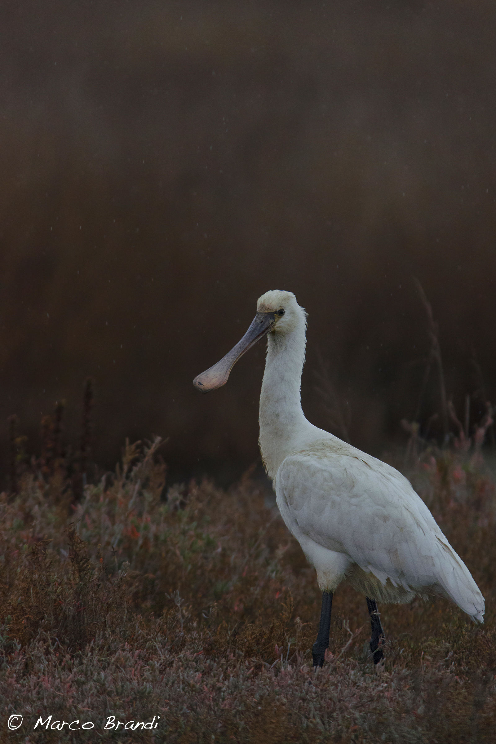 Spatola bagnata, Spatola fortunata