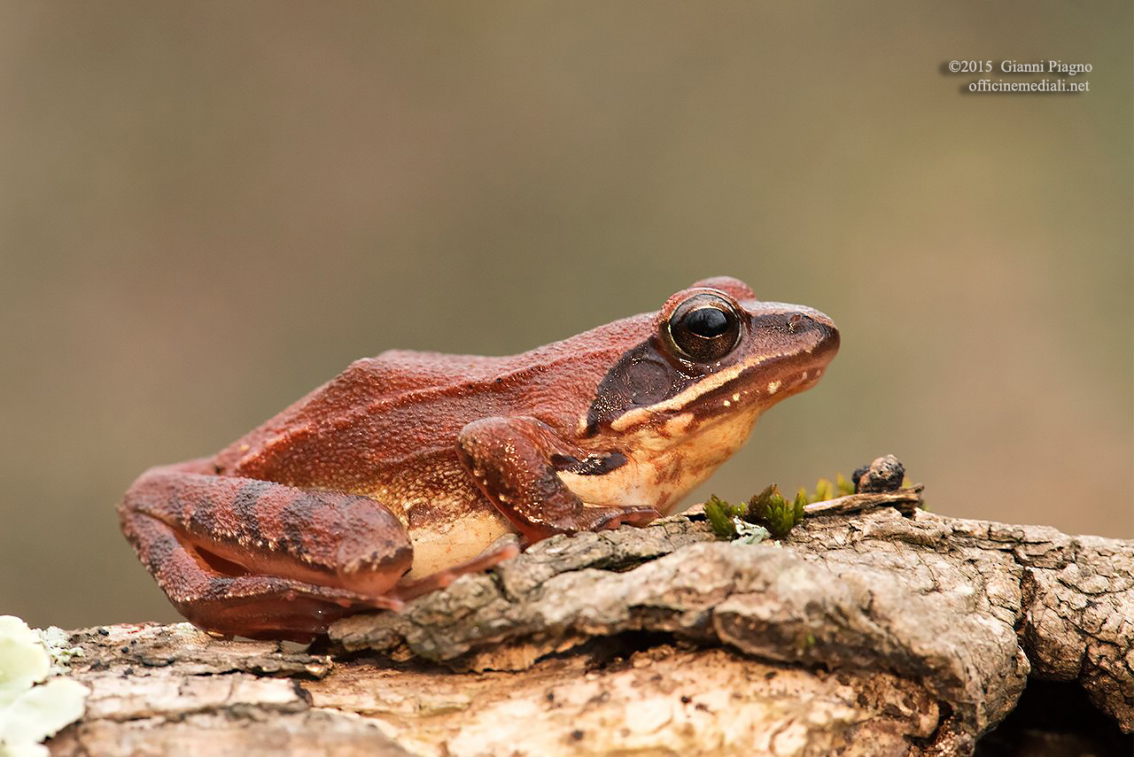 Rana agile (Rana dalmatina)