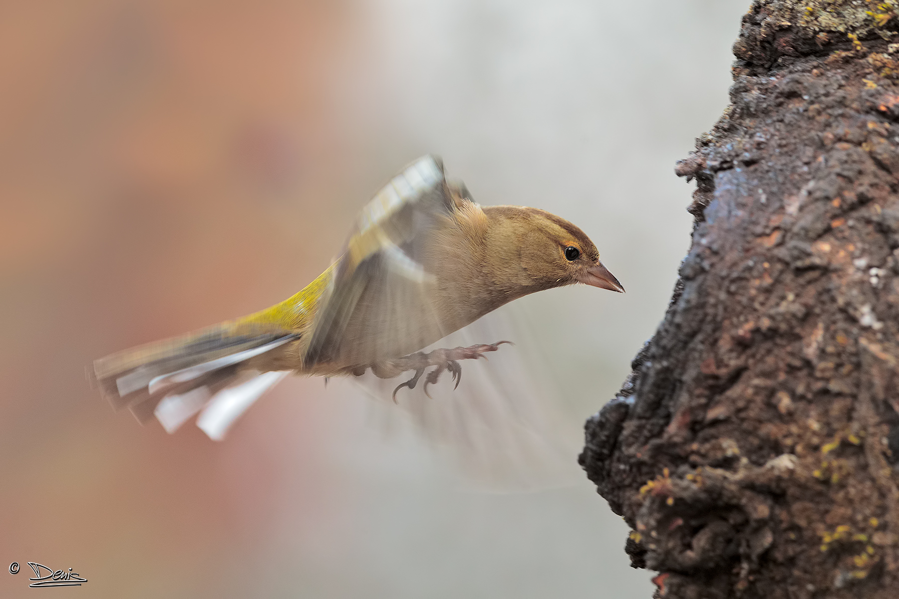 Chaffinch in flight