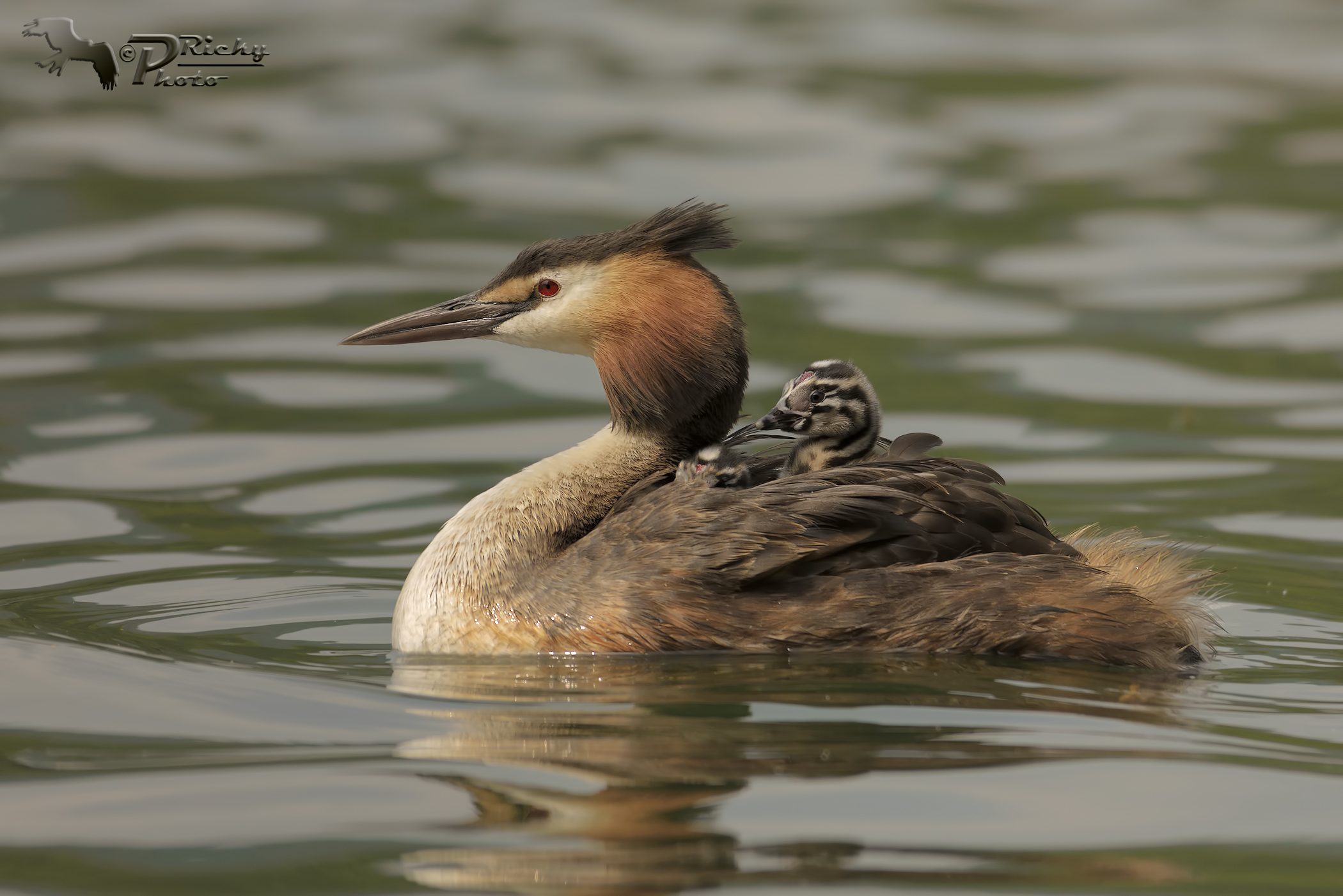 Grebe with offspring