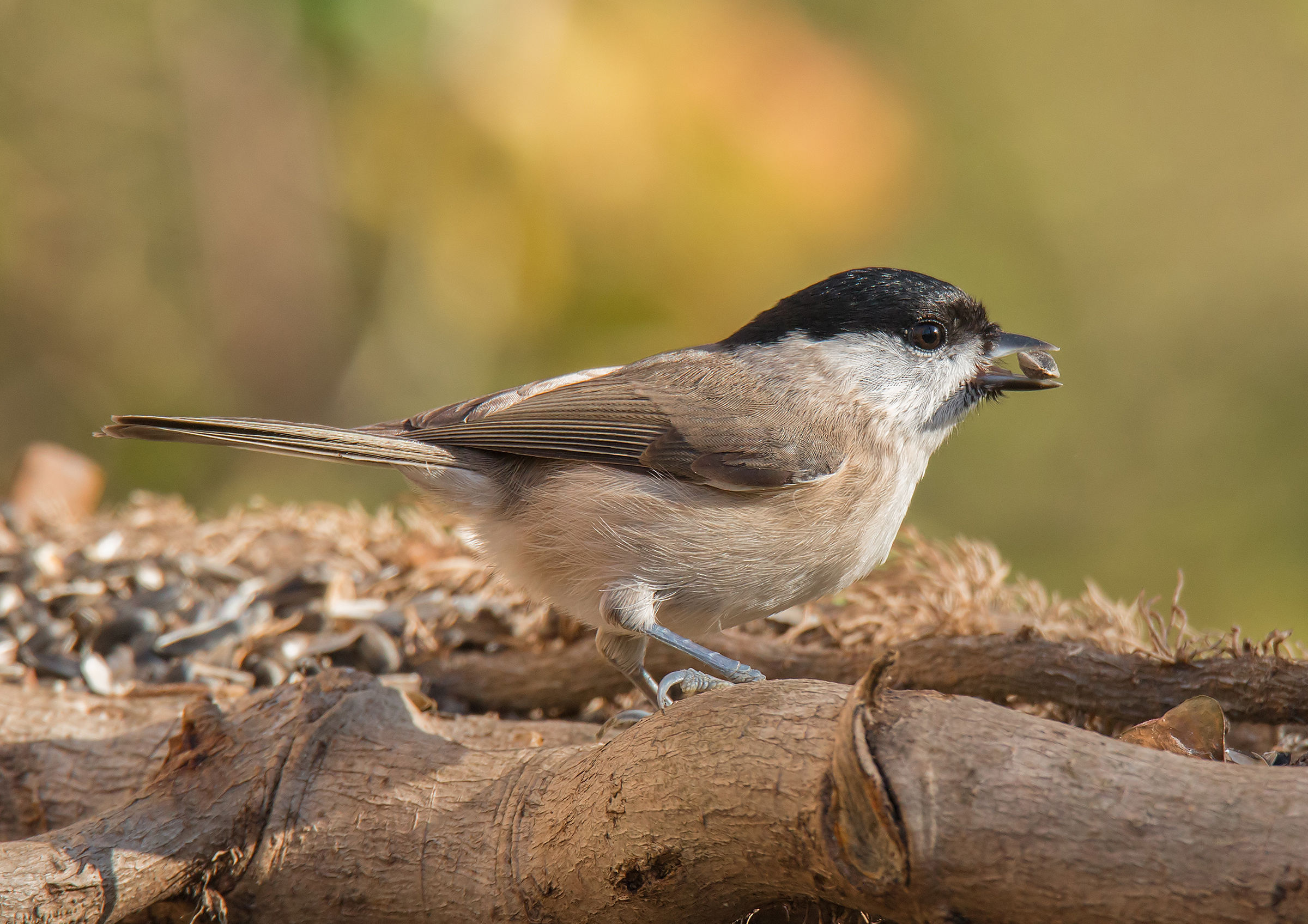 The titmouse and the seed