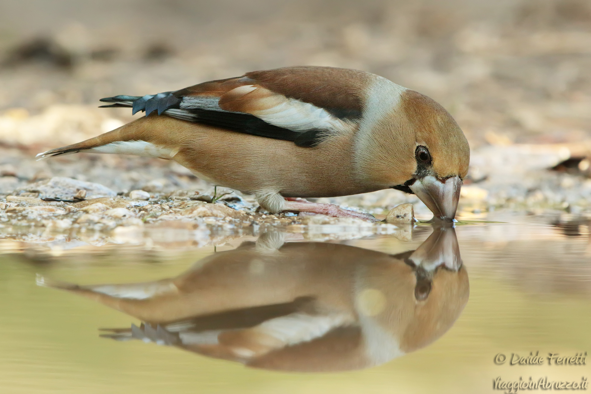 Il frosone e il suo doppio (Hawfinch)