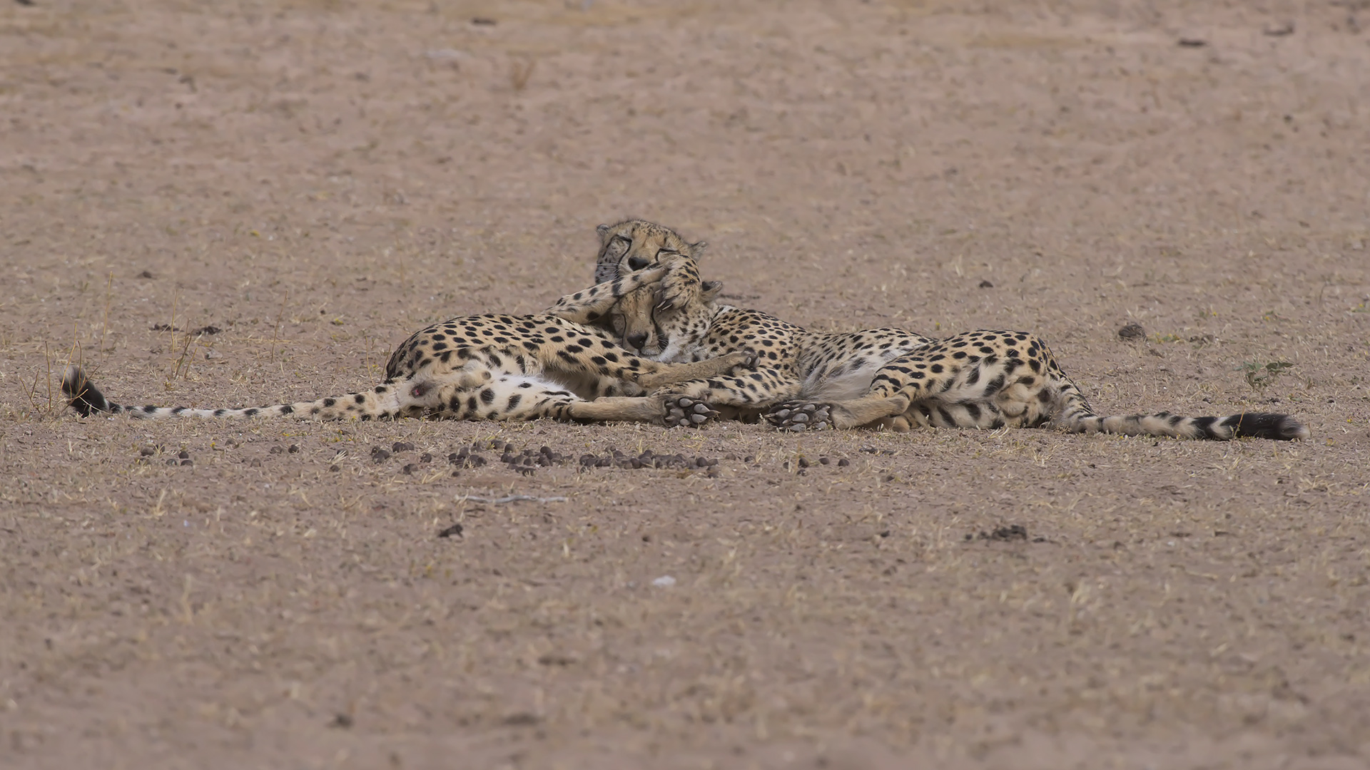 coccole tra fratelli cheetah