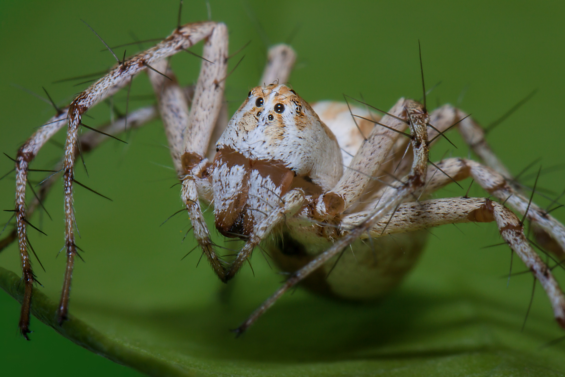 Lynx Spider