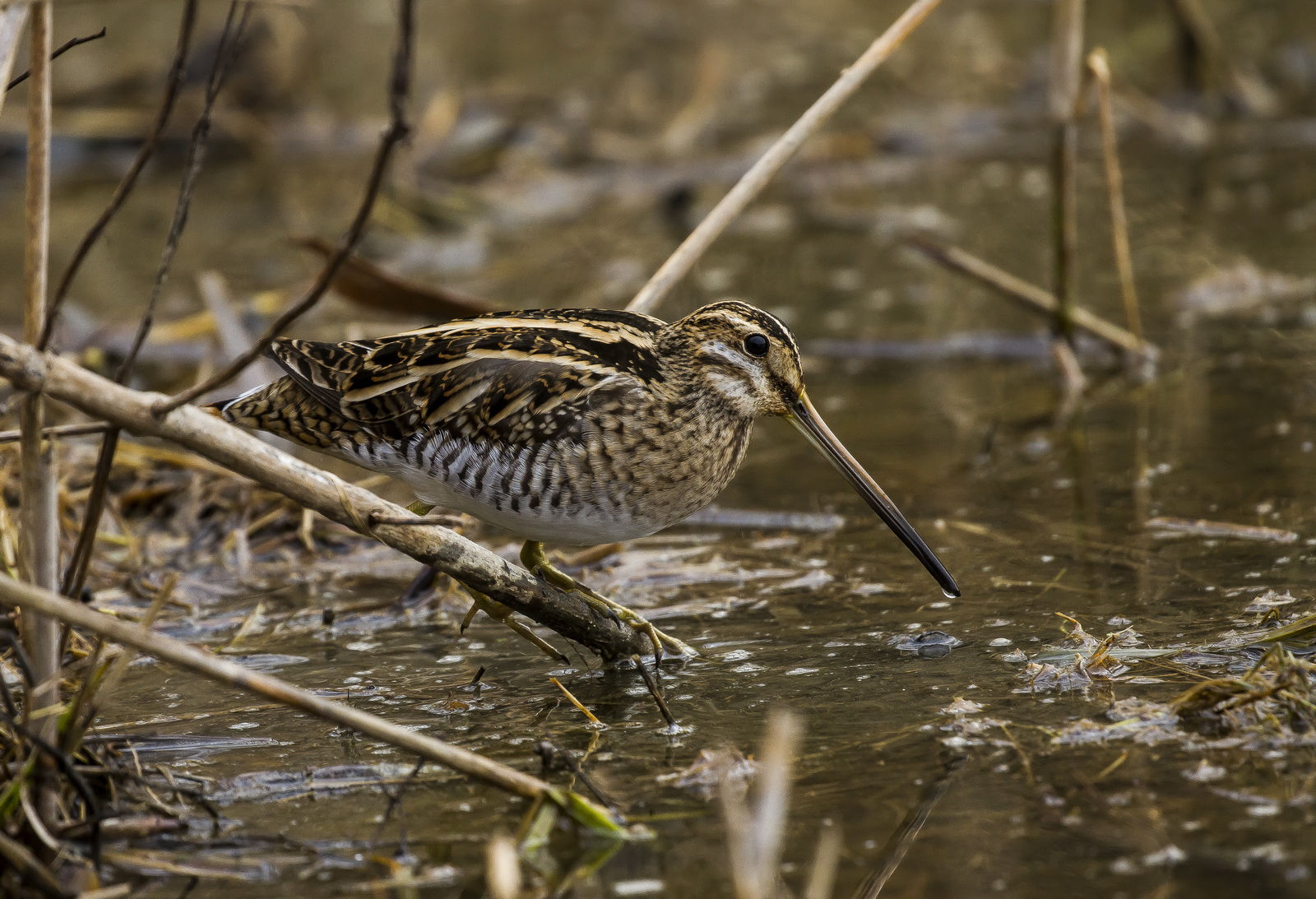 Snipe