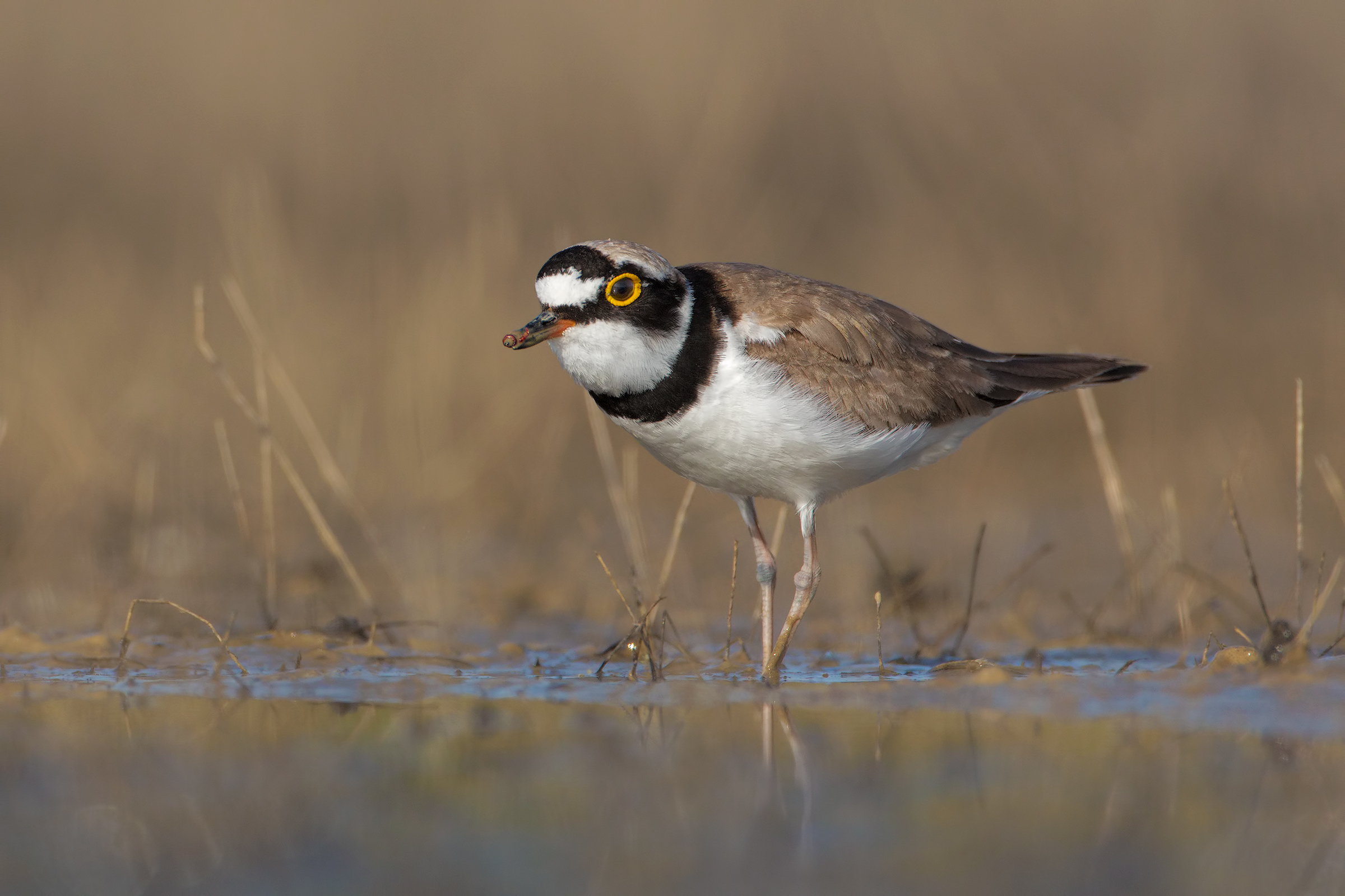 Corriere piccolo con preda