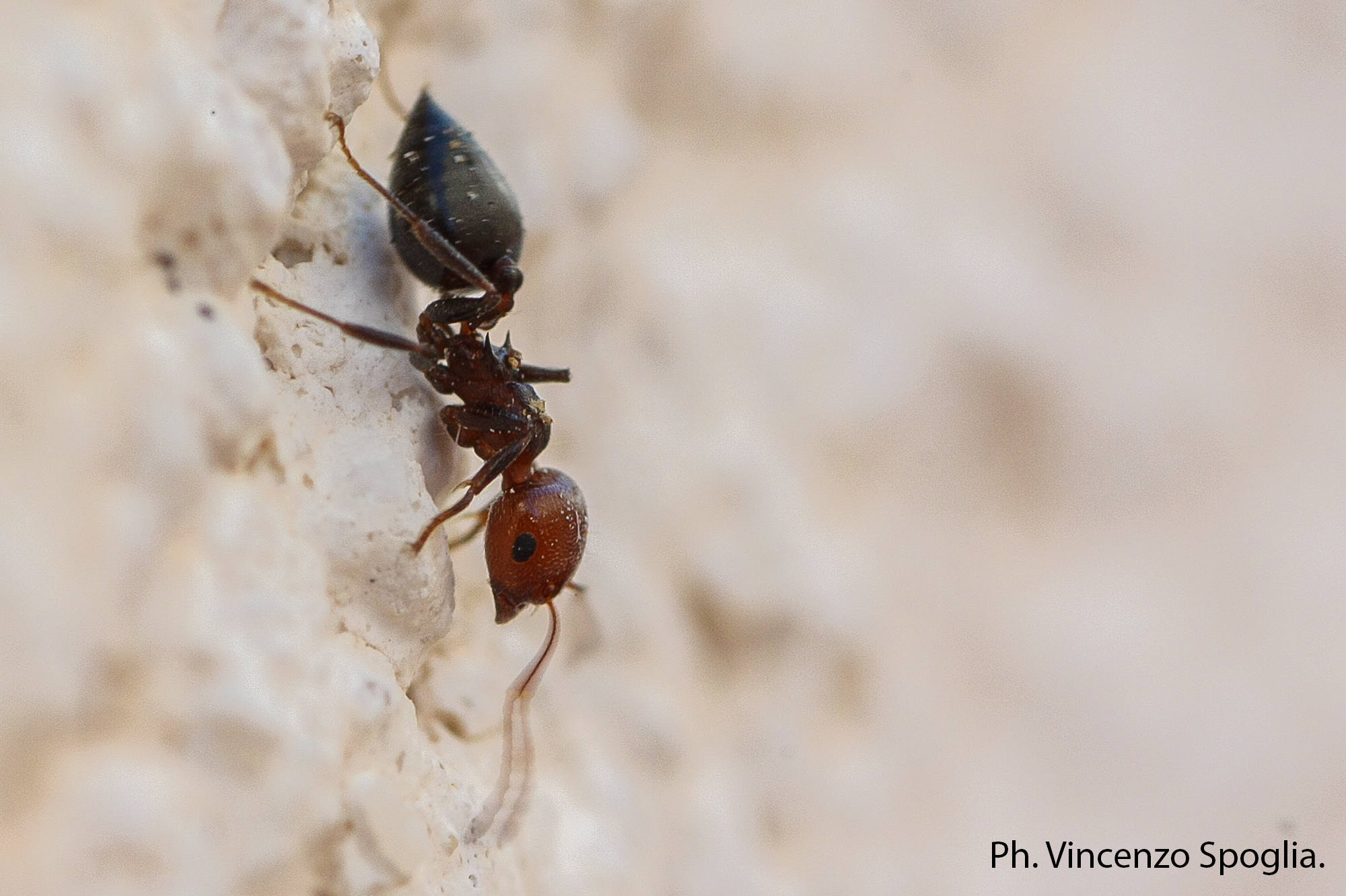 Portrait of an ant with a red head