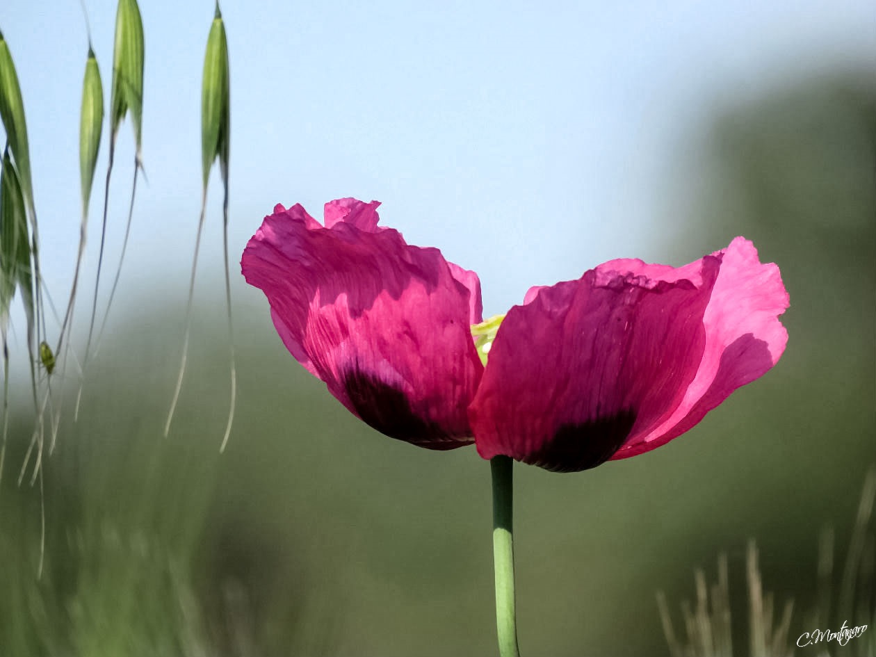 Papaver somniferum