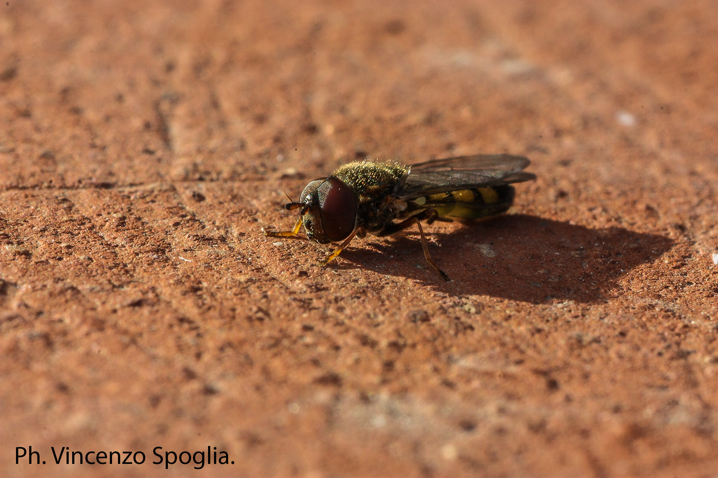 Like a fly but it is not