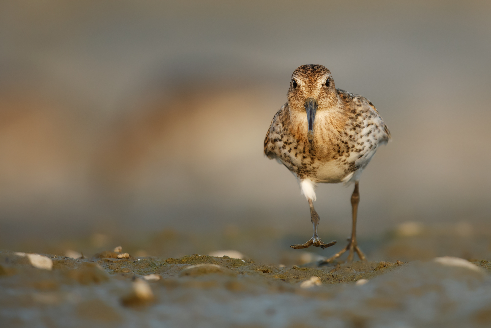 A sanderling a walk.