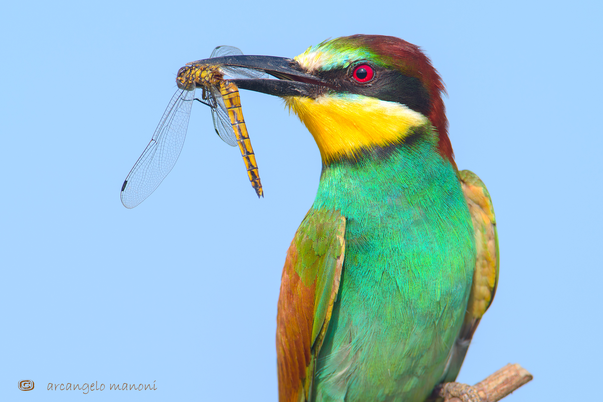 Il gruccione e la libellula