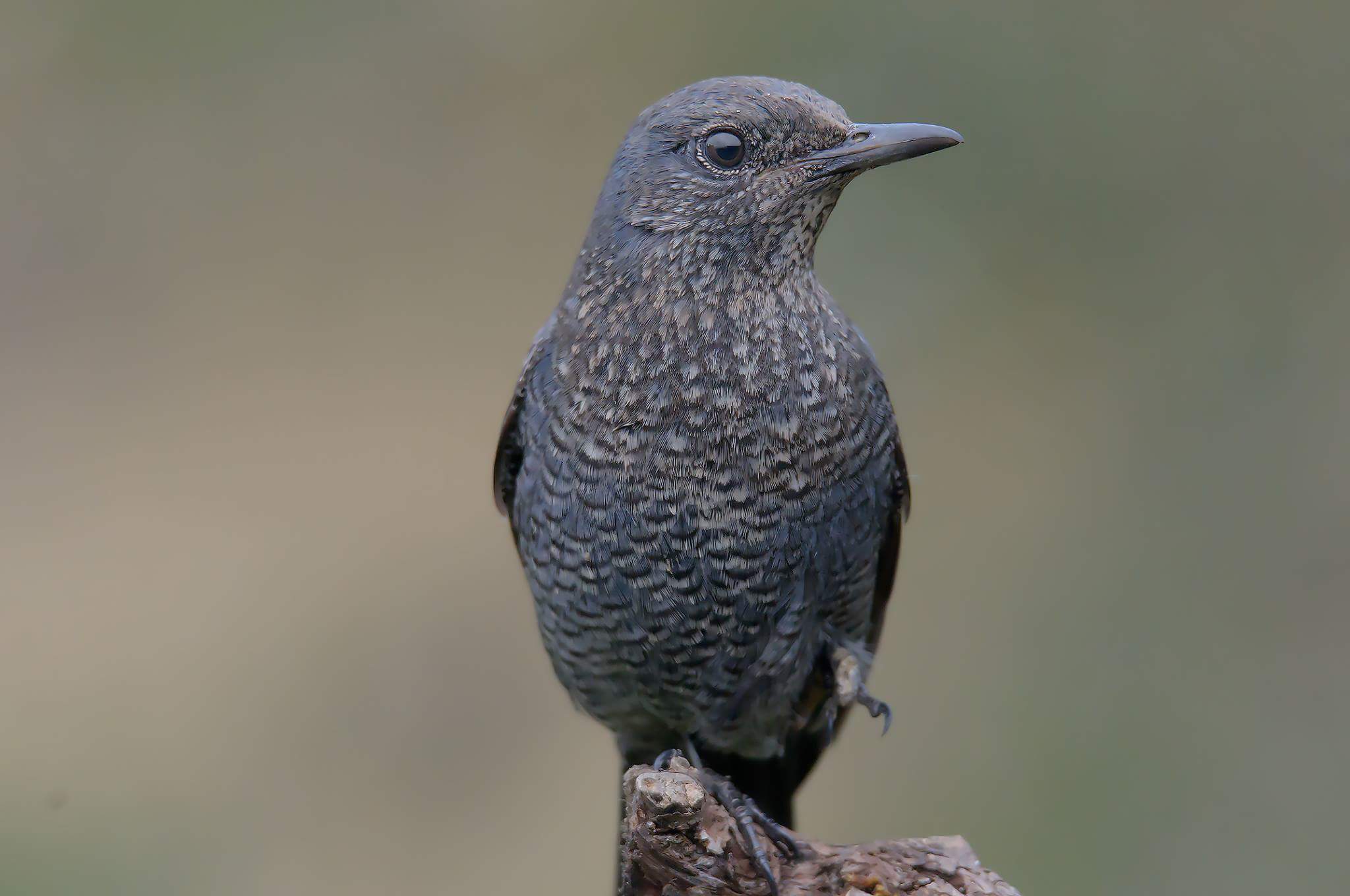 Monticola solitarius