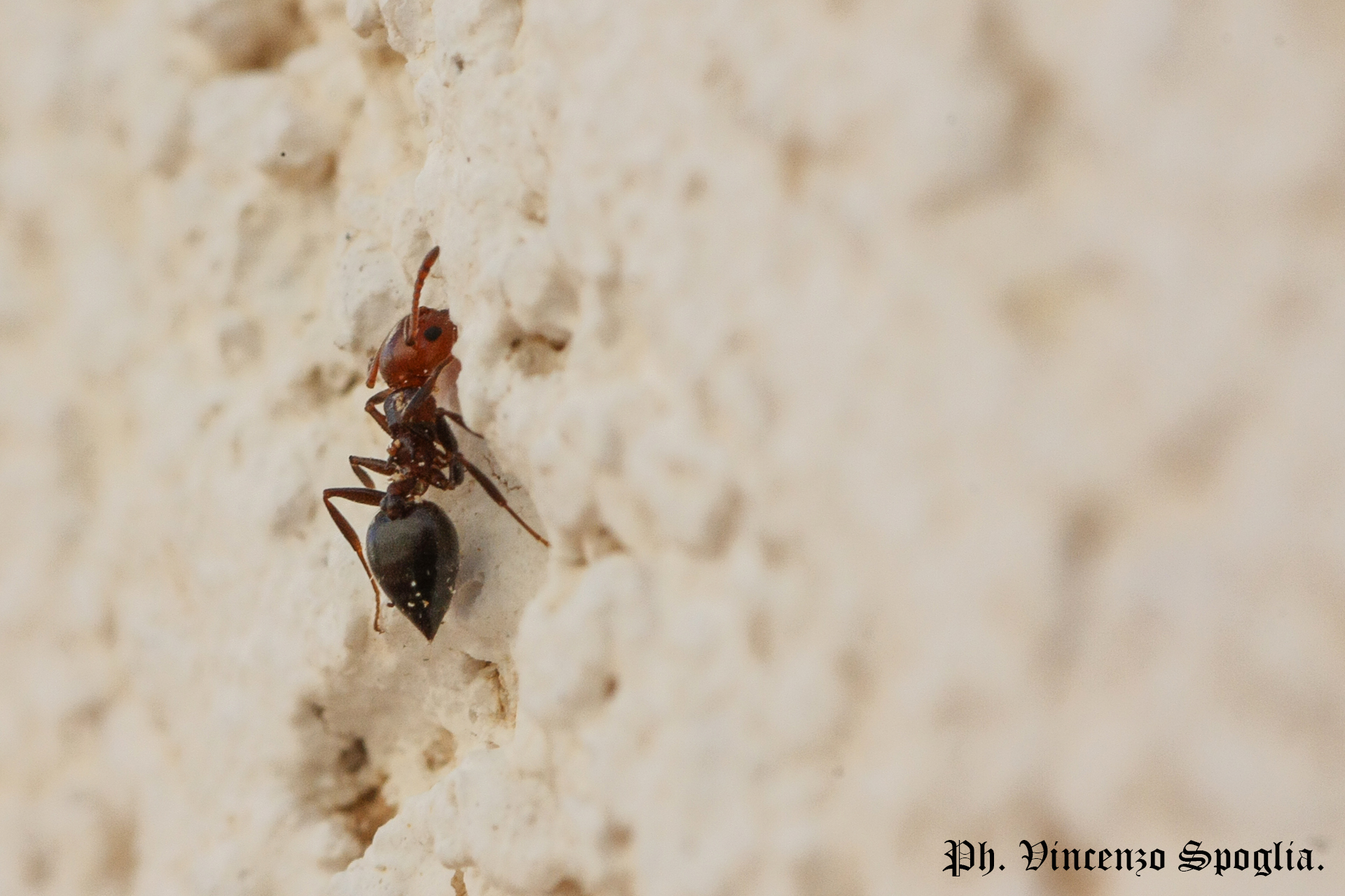 Crematogaster scutellaris
