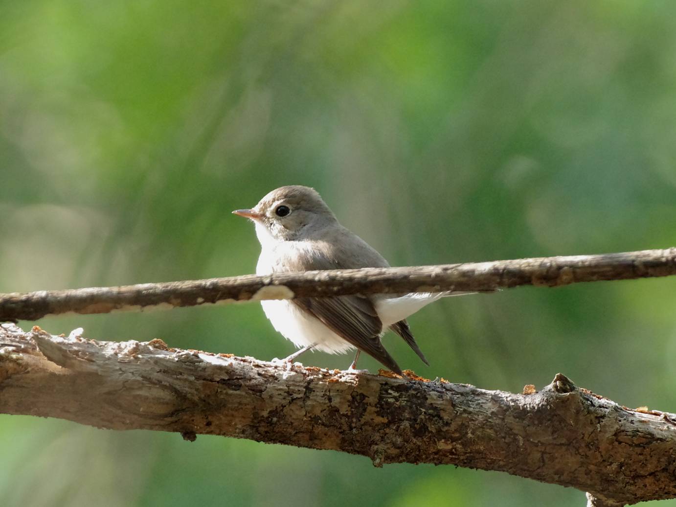 Red-breasted Flycatcher