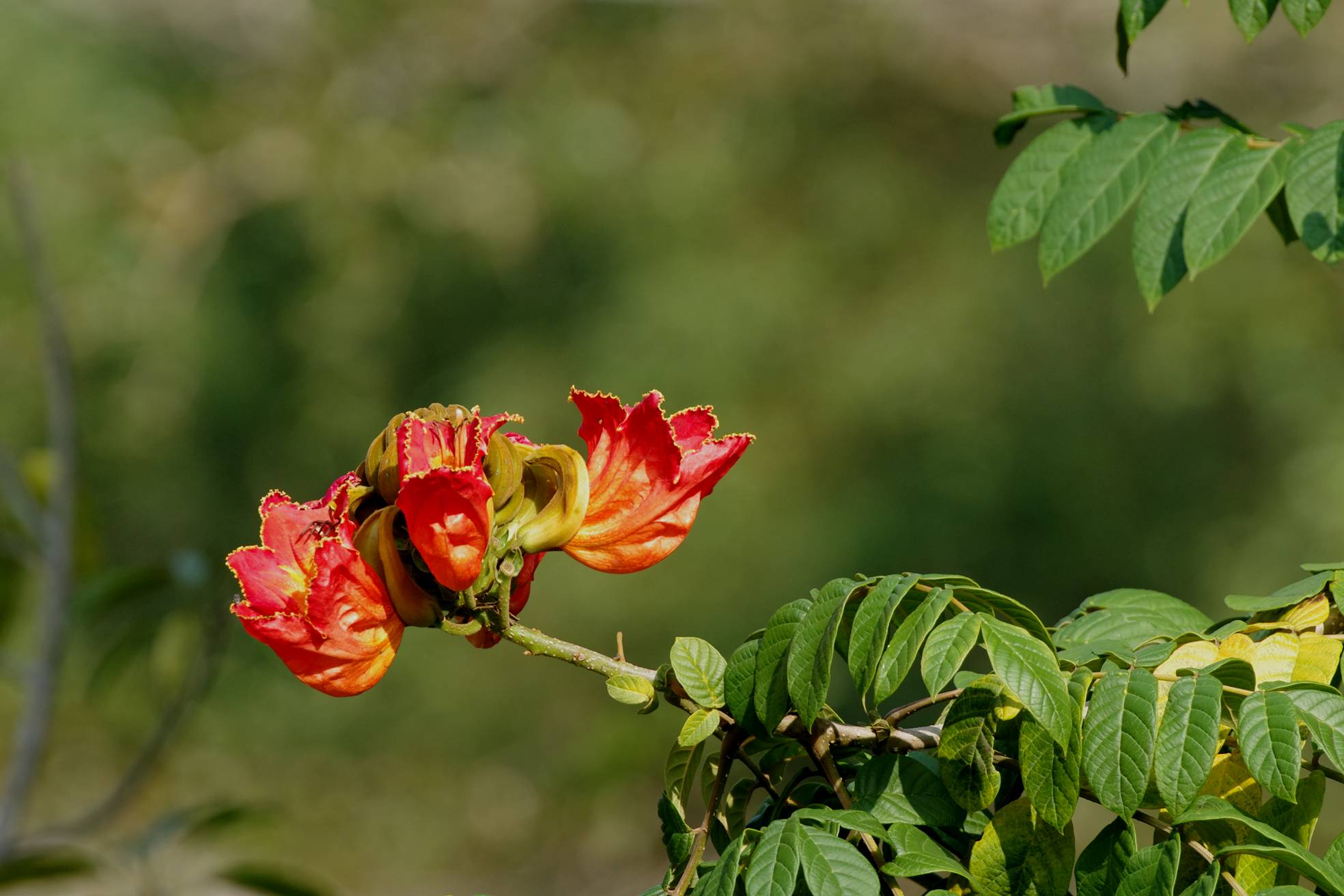 African Tulip Tree(Fountain Tree)
