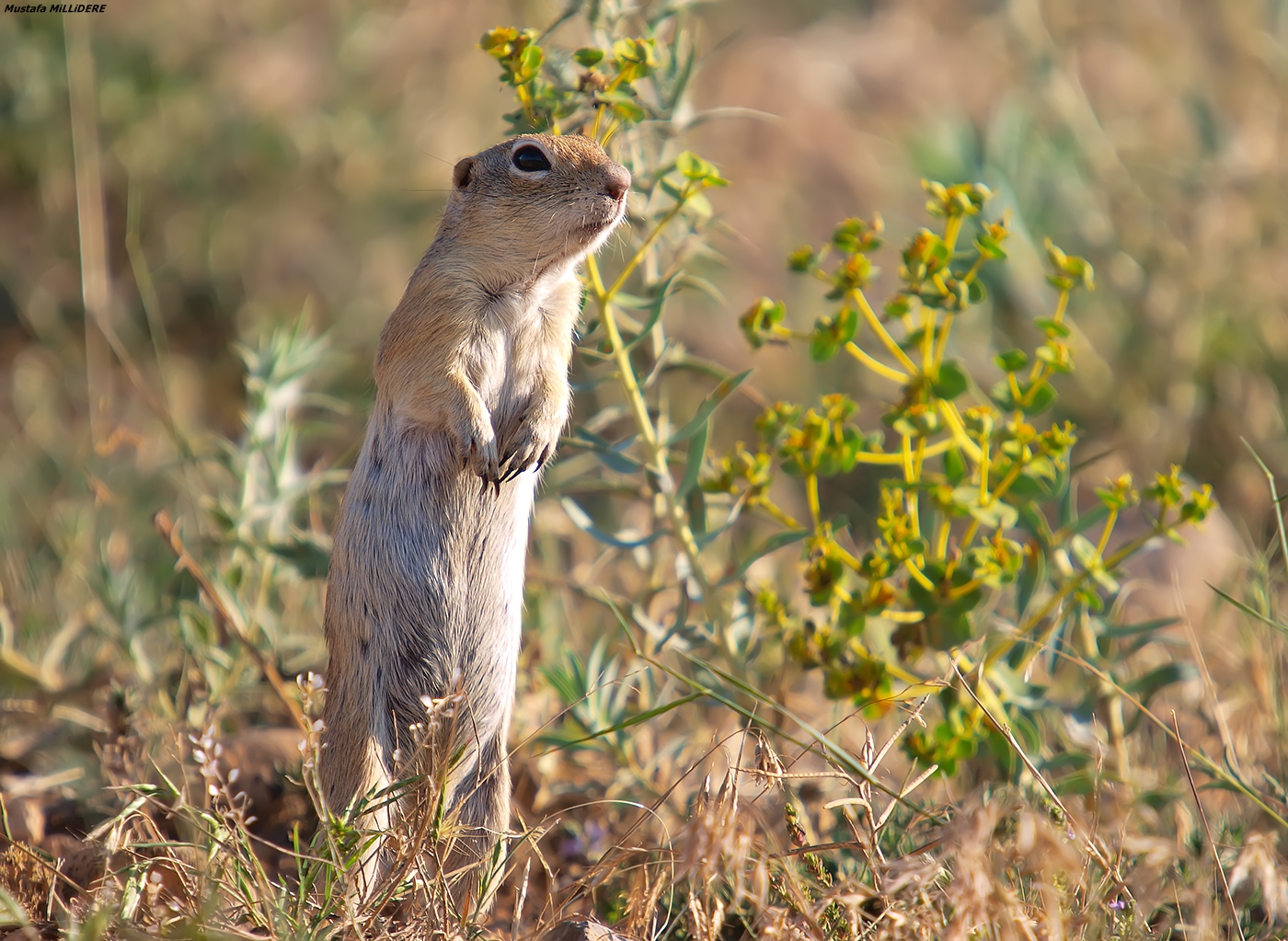 Anatolian Souslik-scoiattolo a terra ...