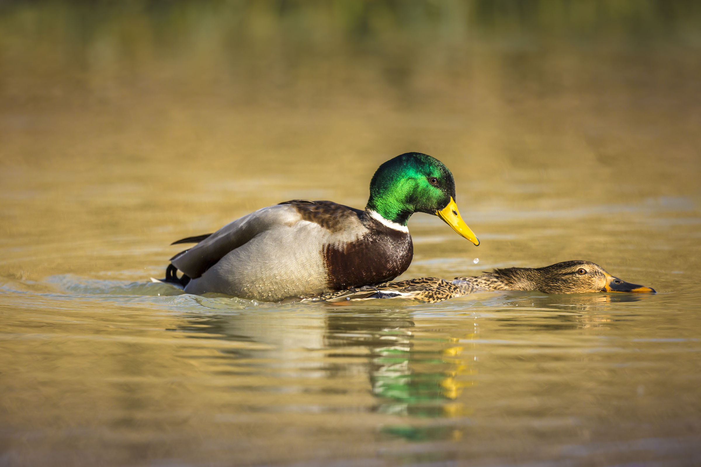 Treasury're down looking at us!