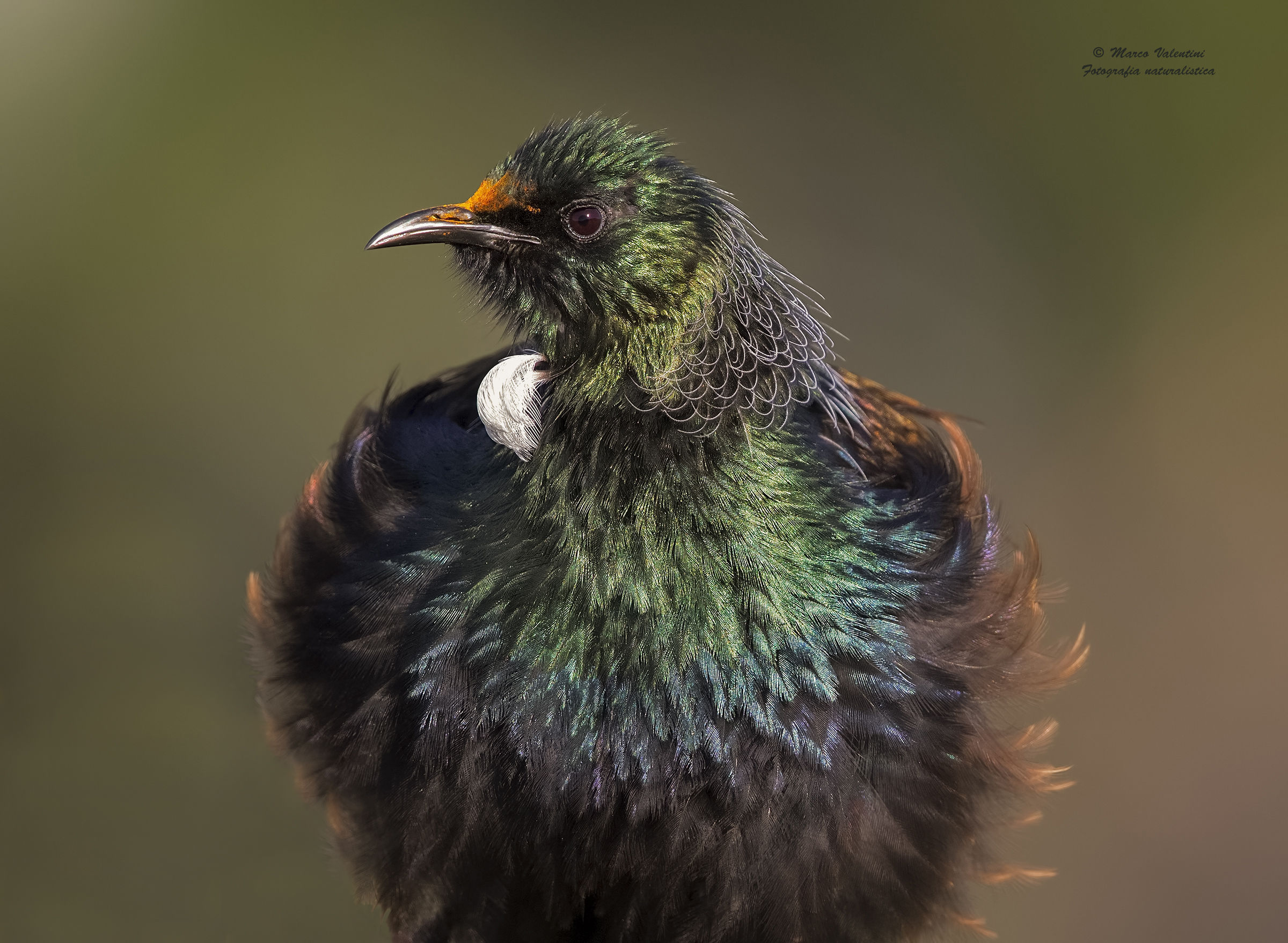 Tui - closeup