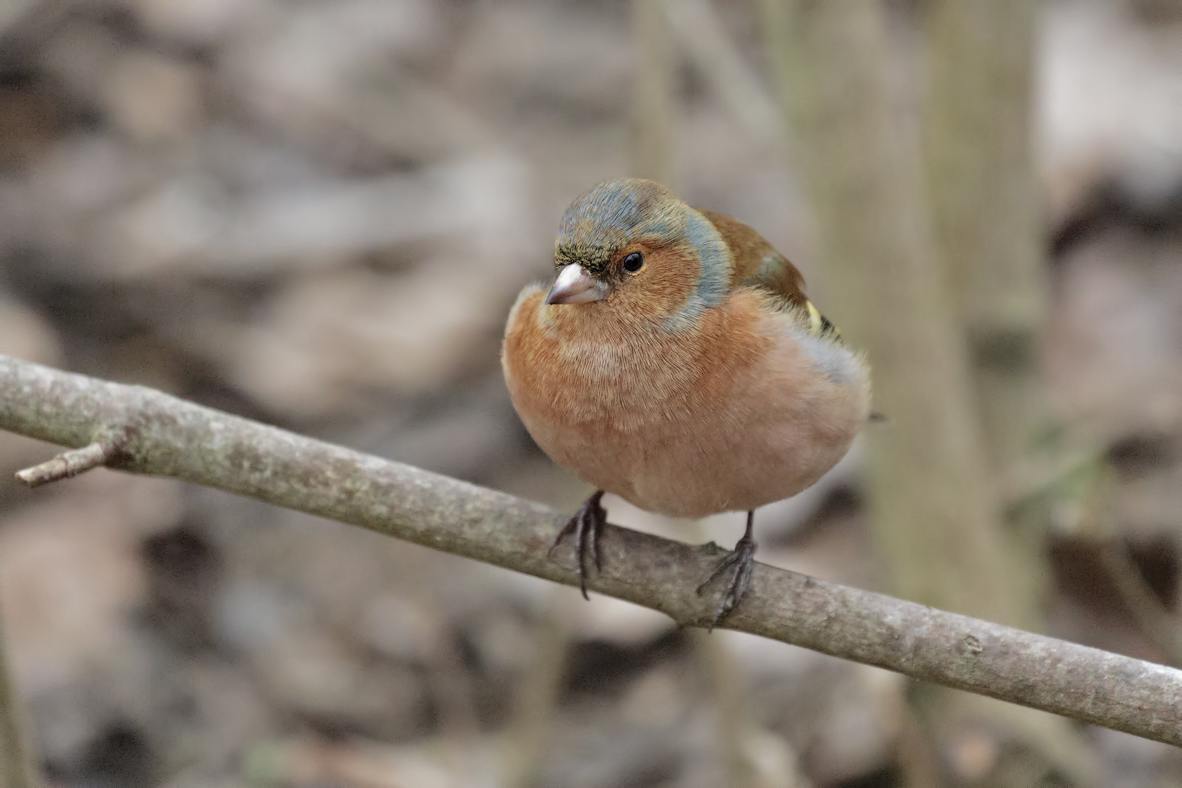 Chaffinch cold