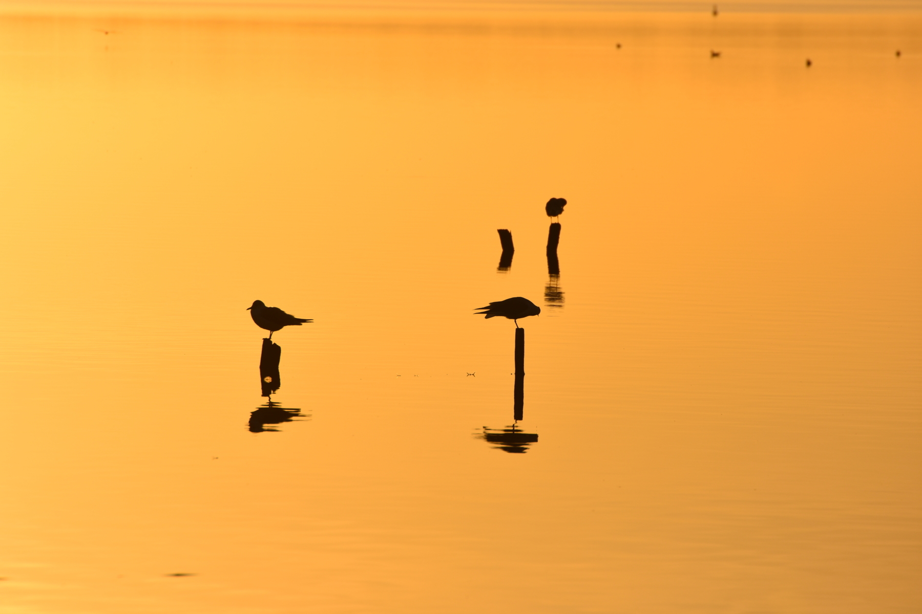 Gabbiani al tramonto. Massaciuccoli