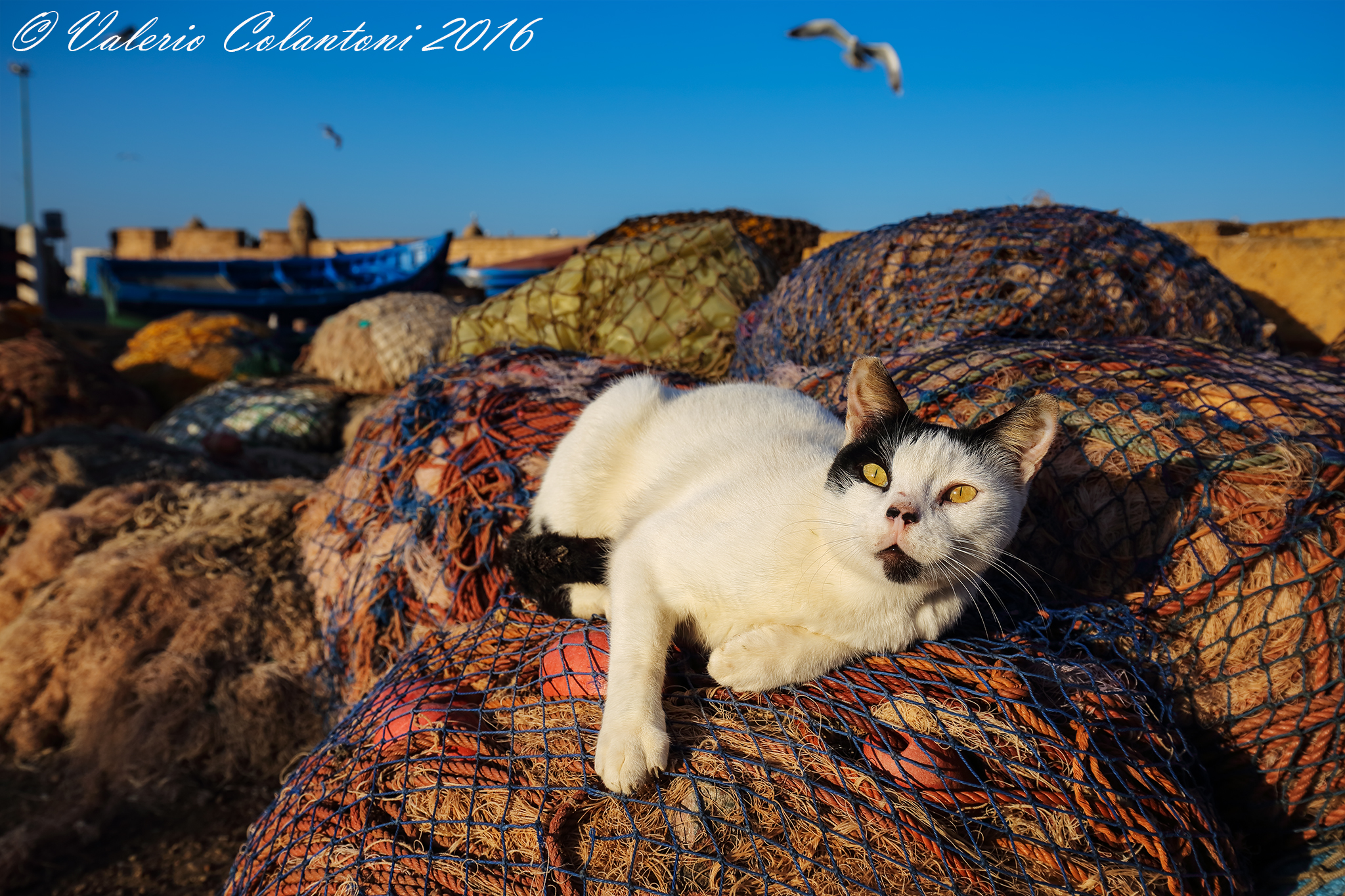 Cat of Essaouira ...