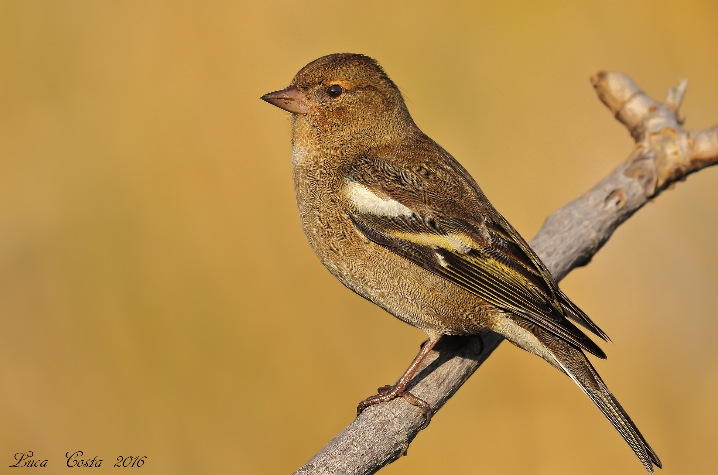 Fringuello femmina al tramonto
