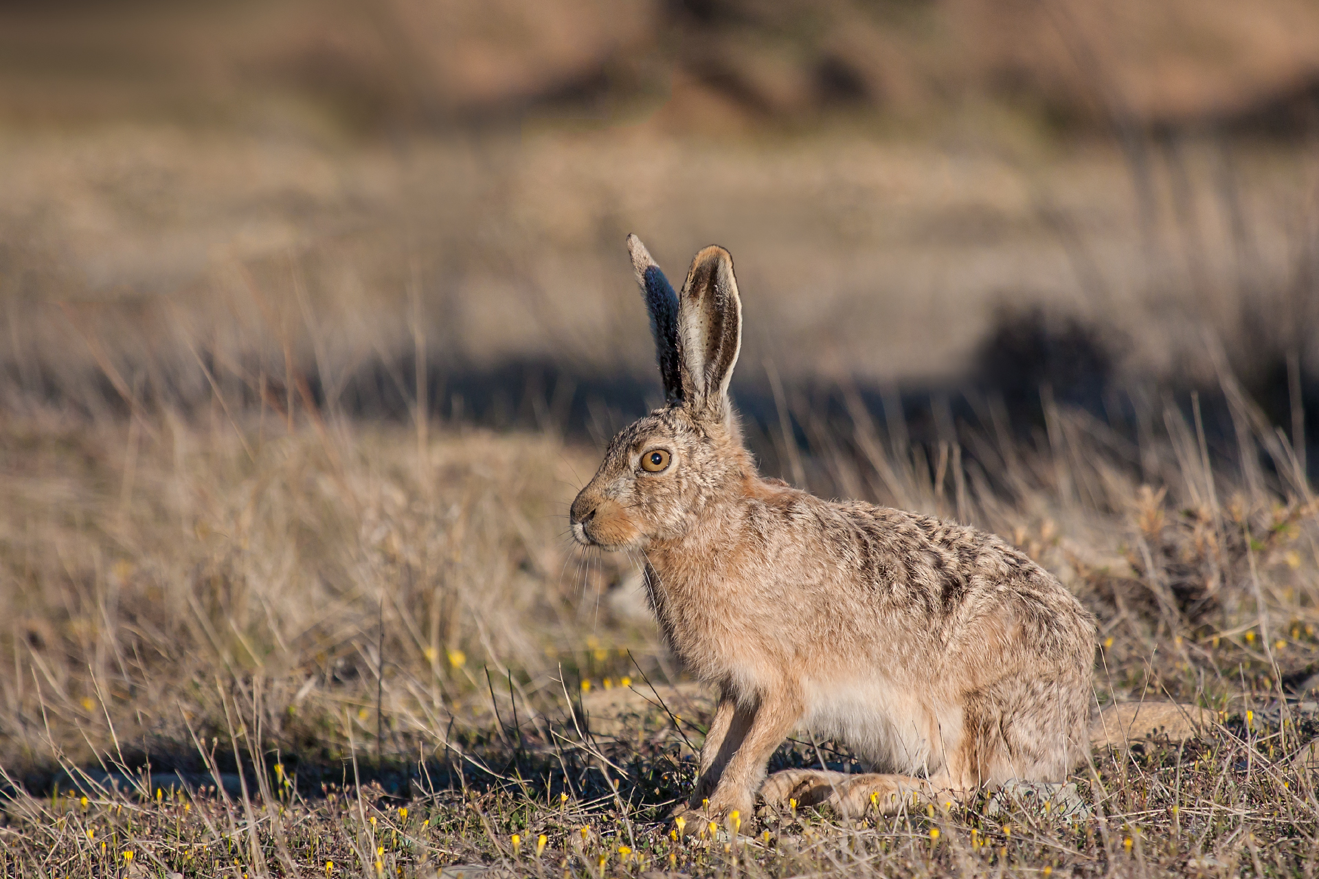 European Hare
