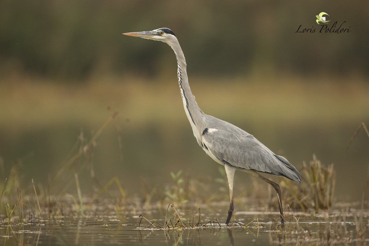 gray heron