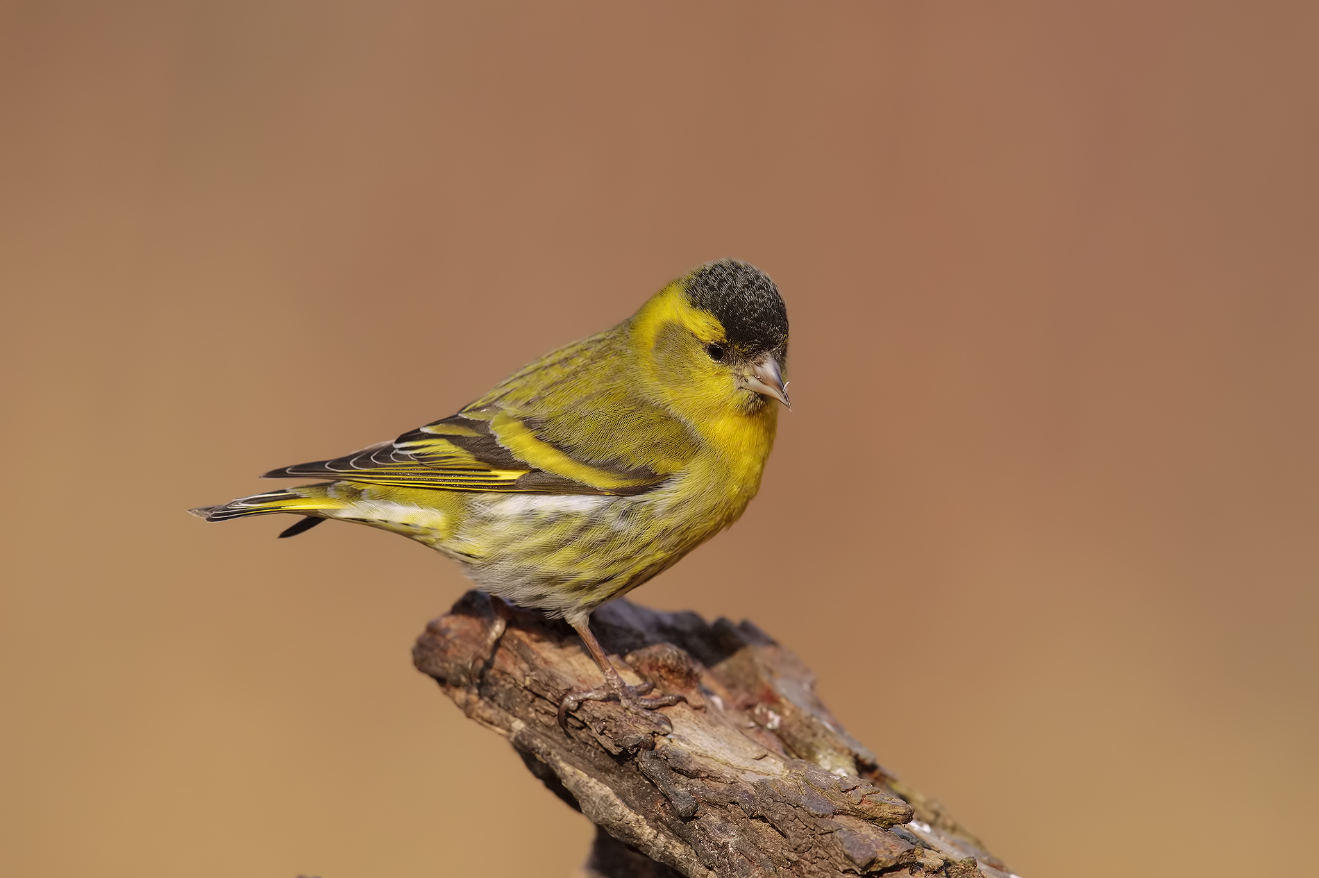 Siskin