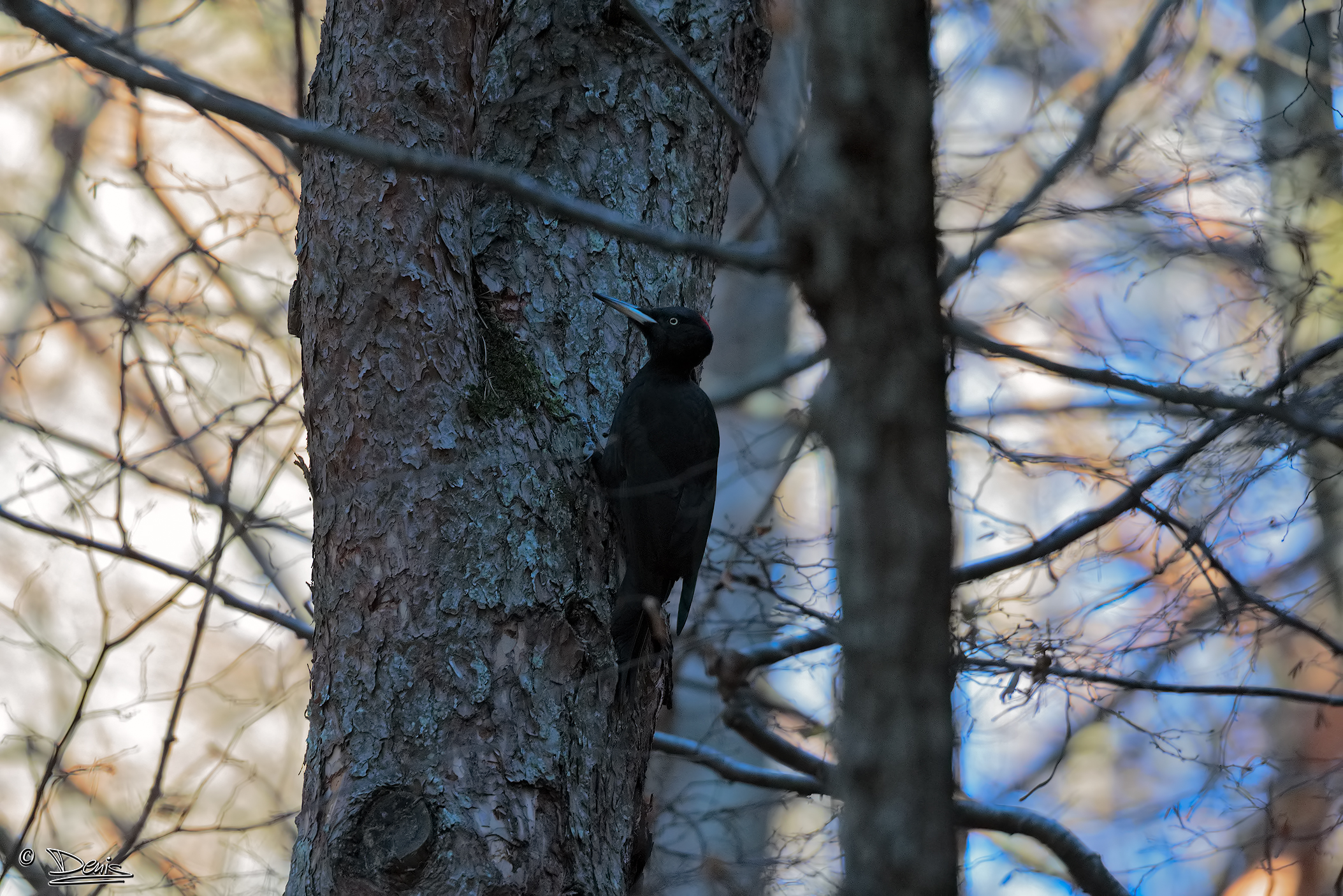 Black Woodpecker