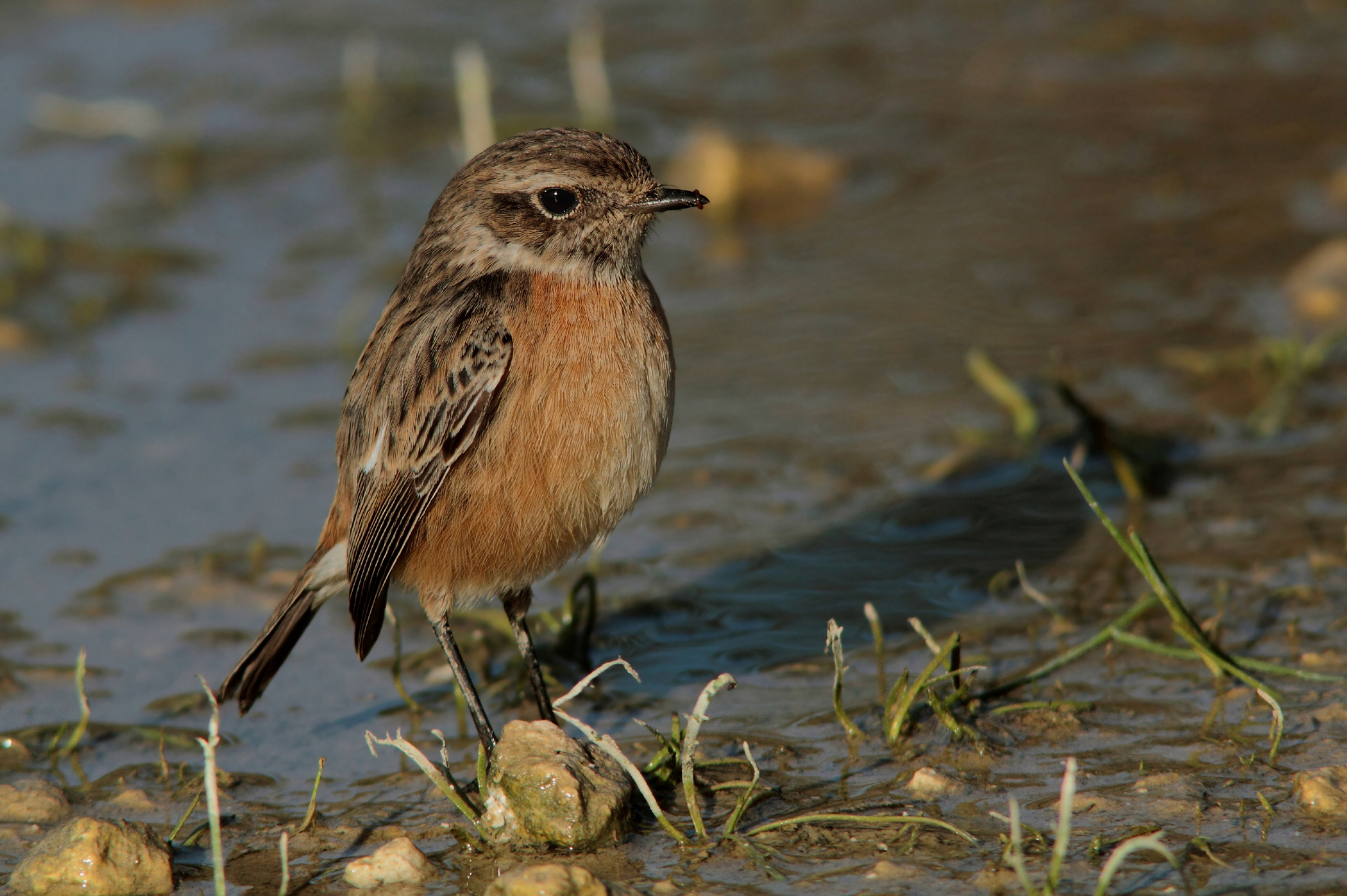 Female saltimpalo with meal