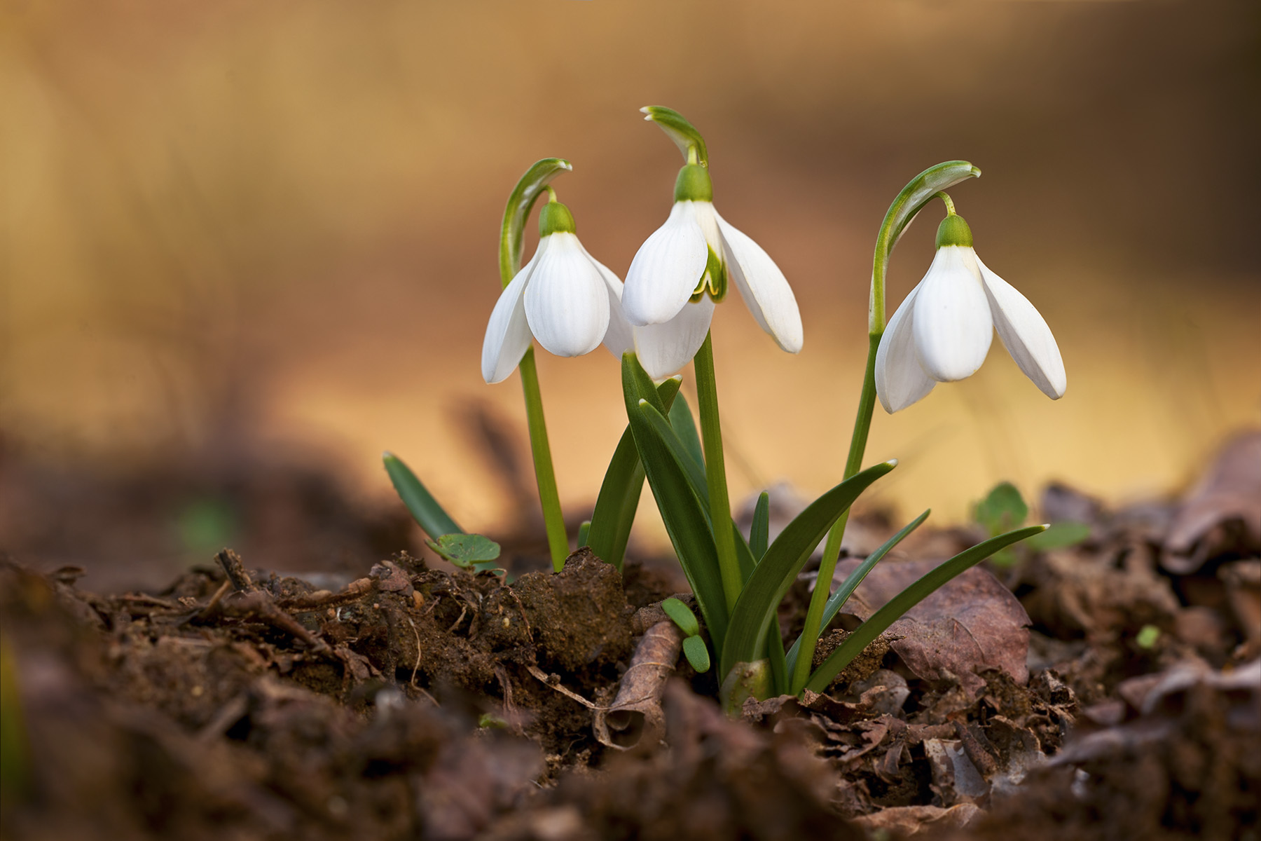 Galanthus nivalis - Bucaneve