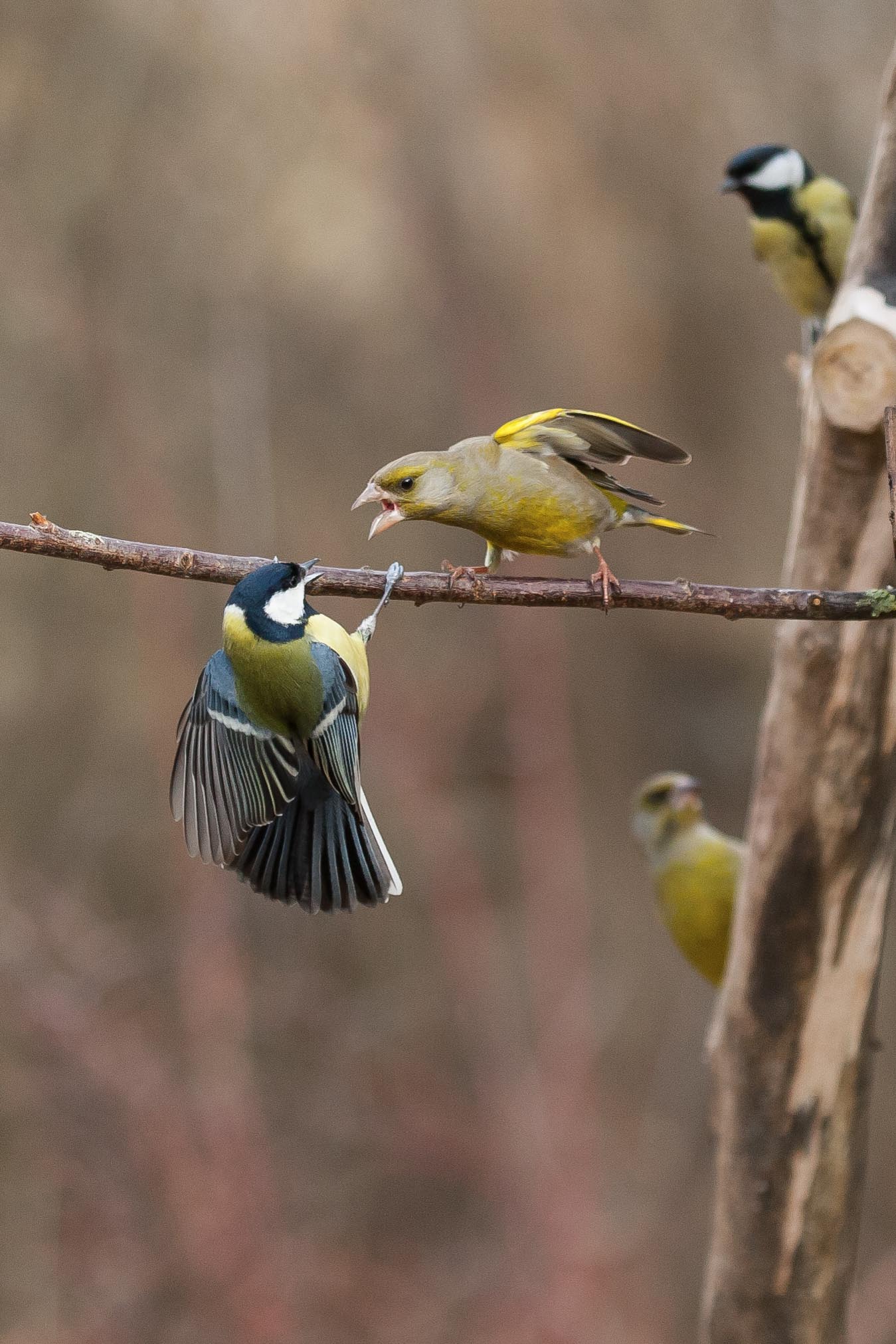Scolding ... with witnesses