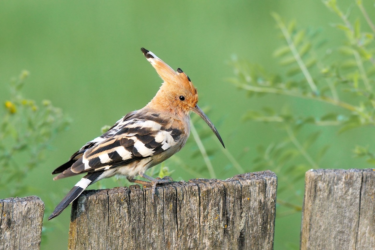 Hoopoe