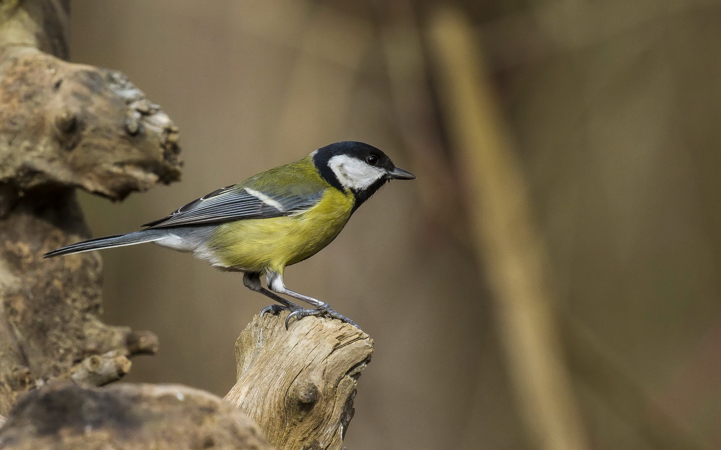 Great Tit