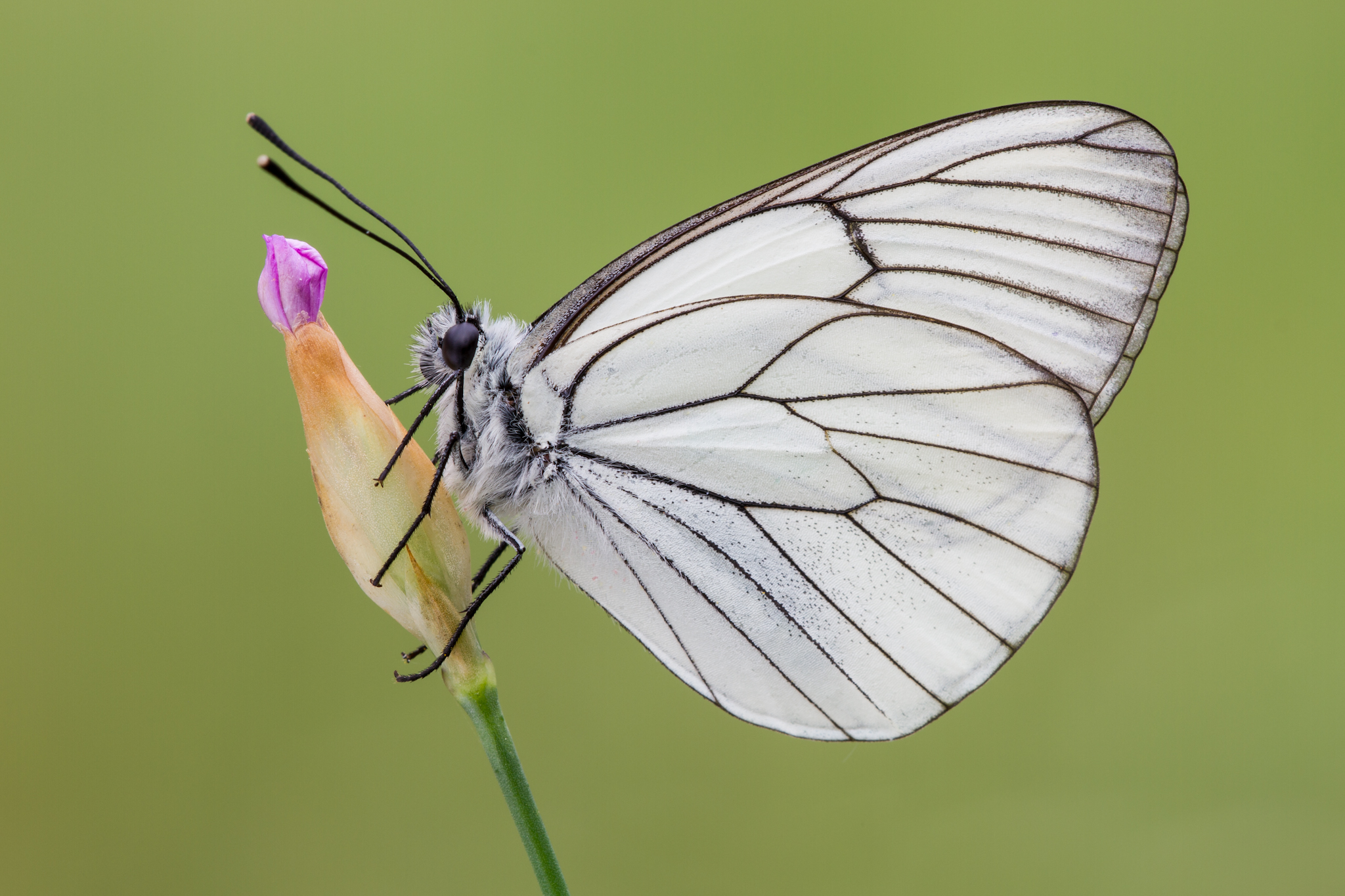Aporia Crataegi