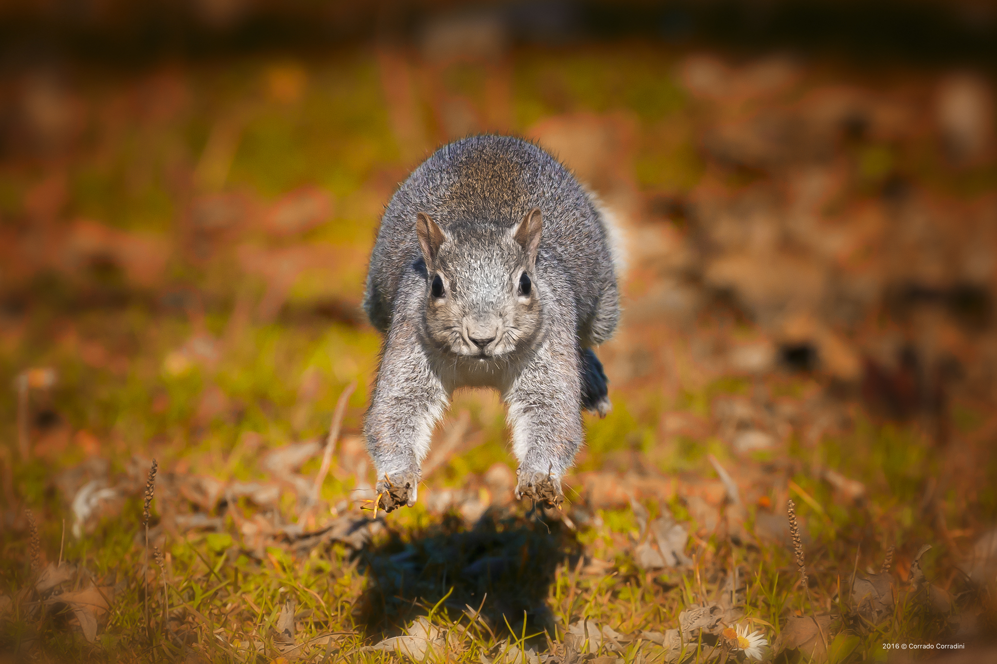 Canon EOS-1d Mark III EF100-400mm f / 4.5-5.6L IS II USM