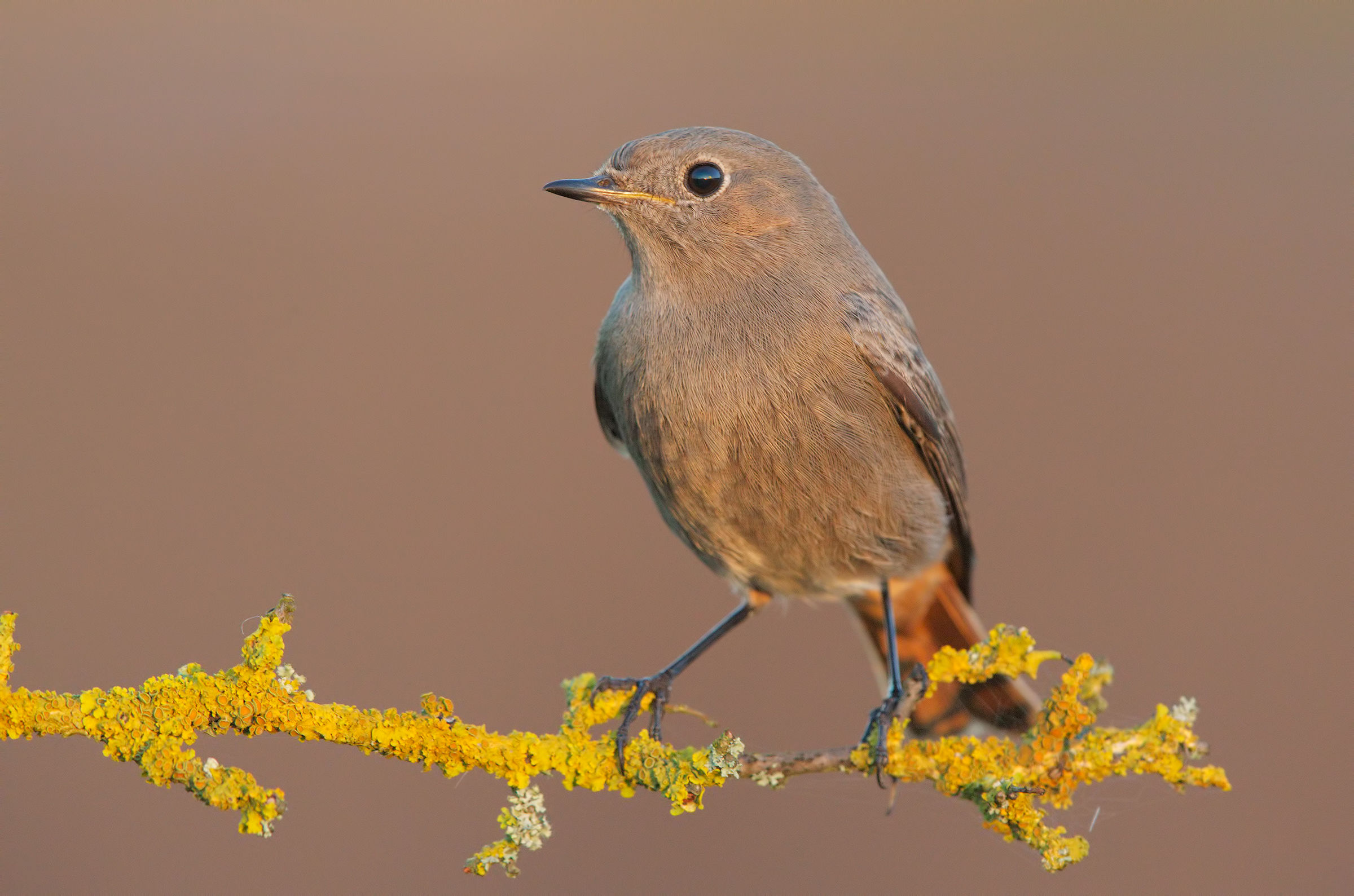 Codirosso spazzacamino