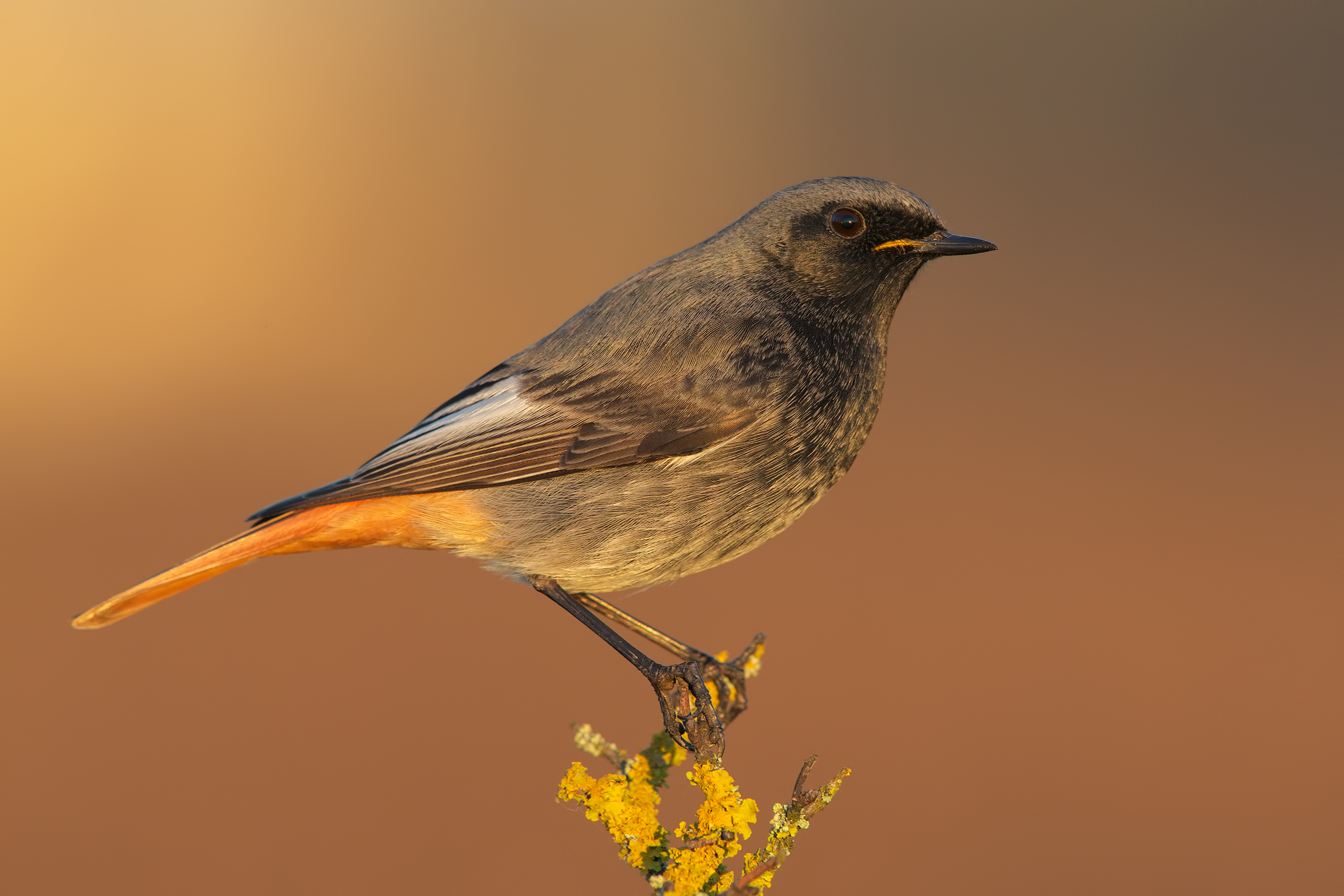 Codirosso spazzacamino