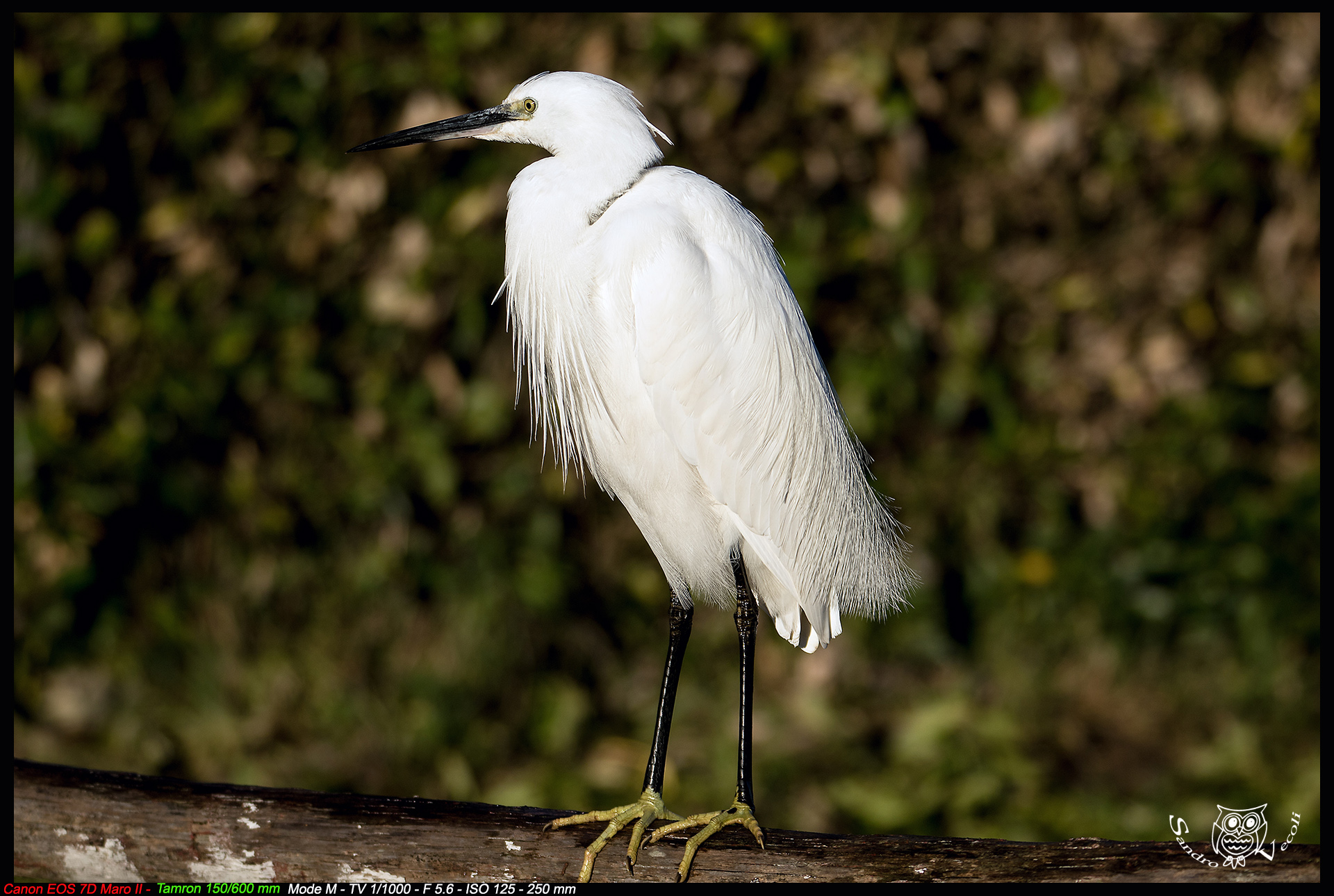 egret